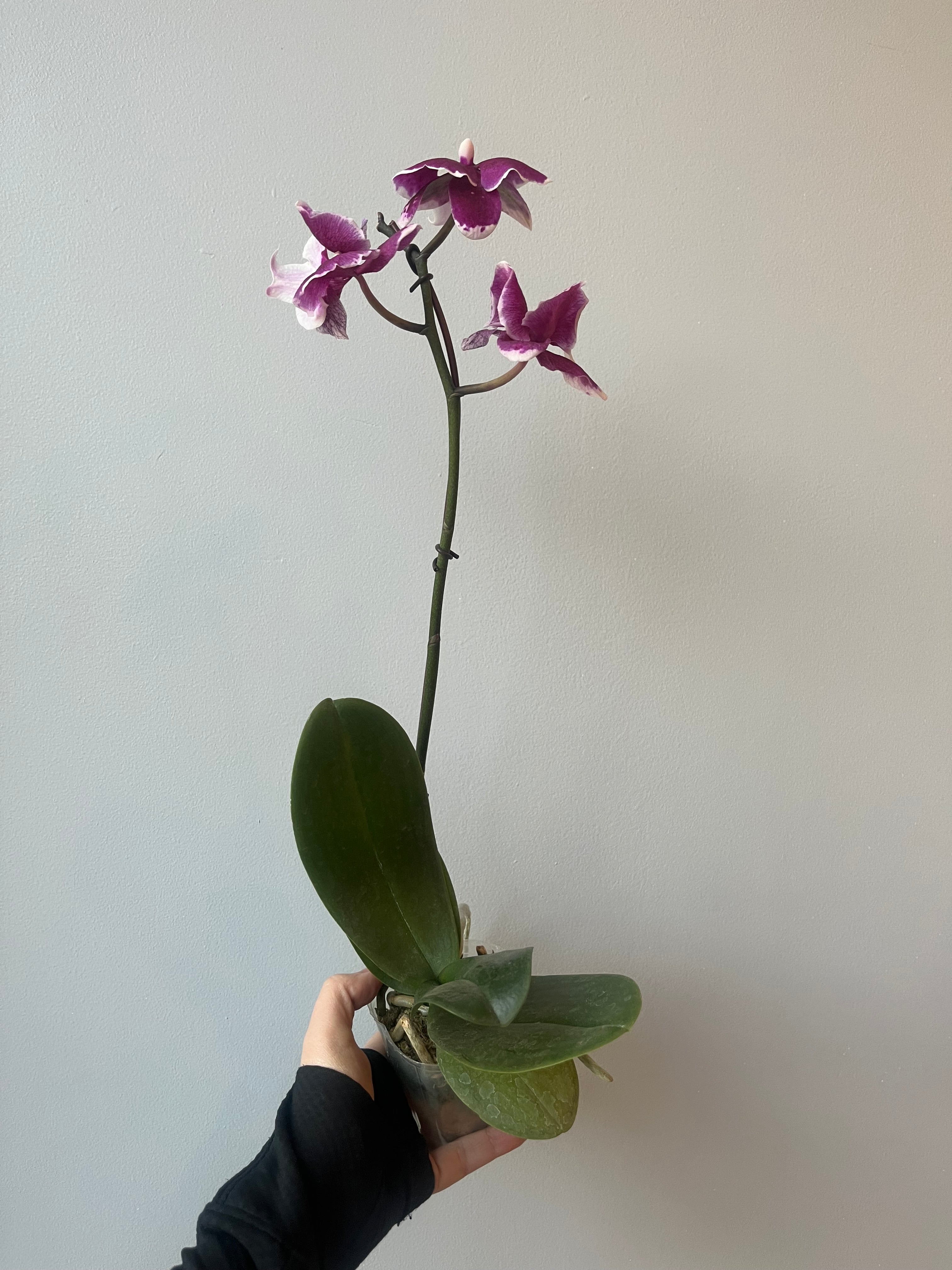 Orquídea Fucsia Oscuro Mediana Liquidación