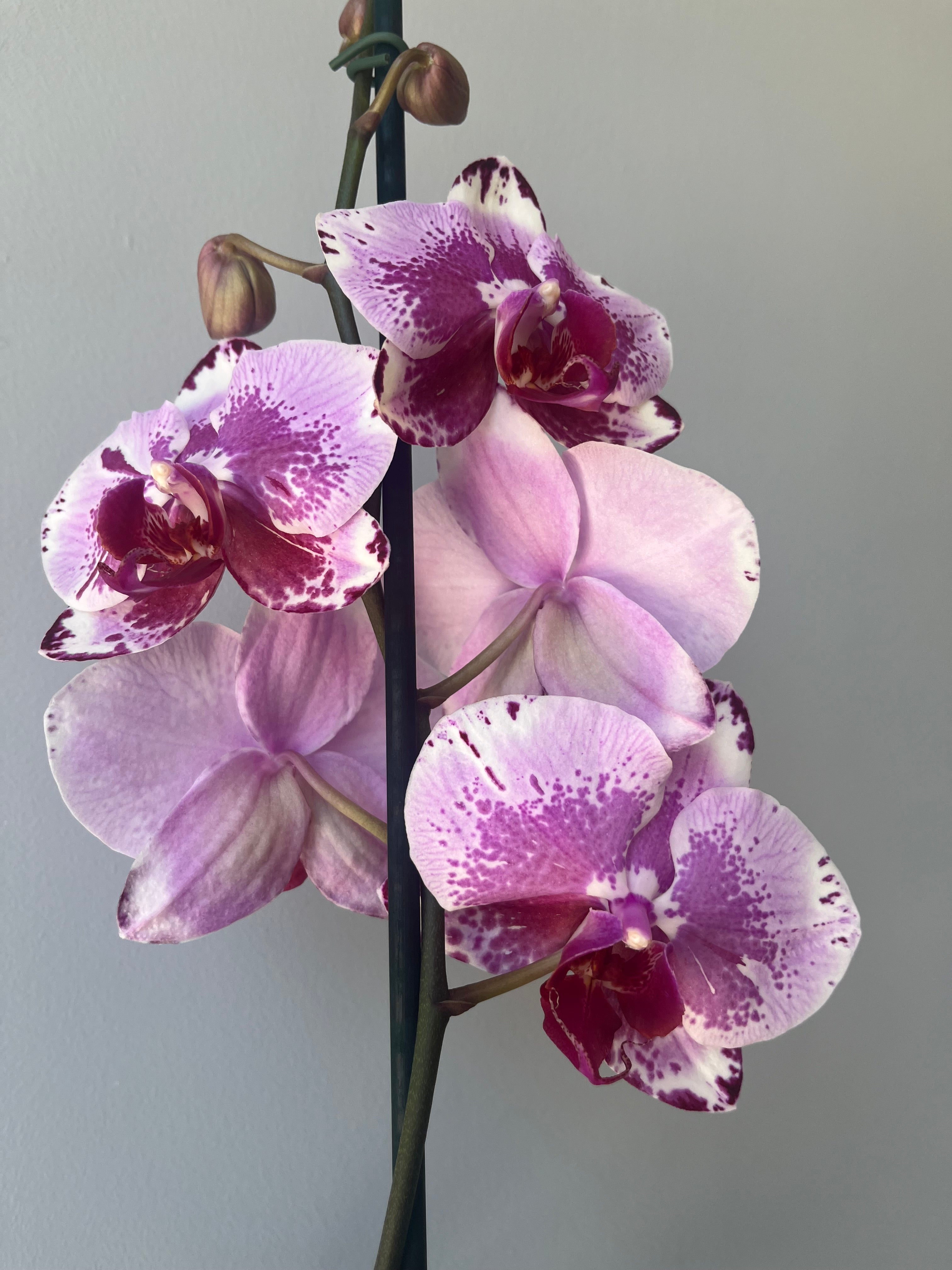 Orquídea Rosa Jaspeada Una Vara