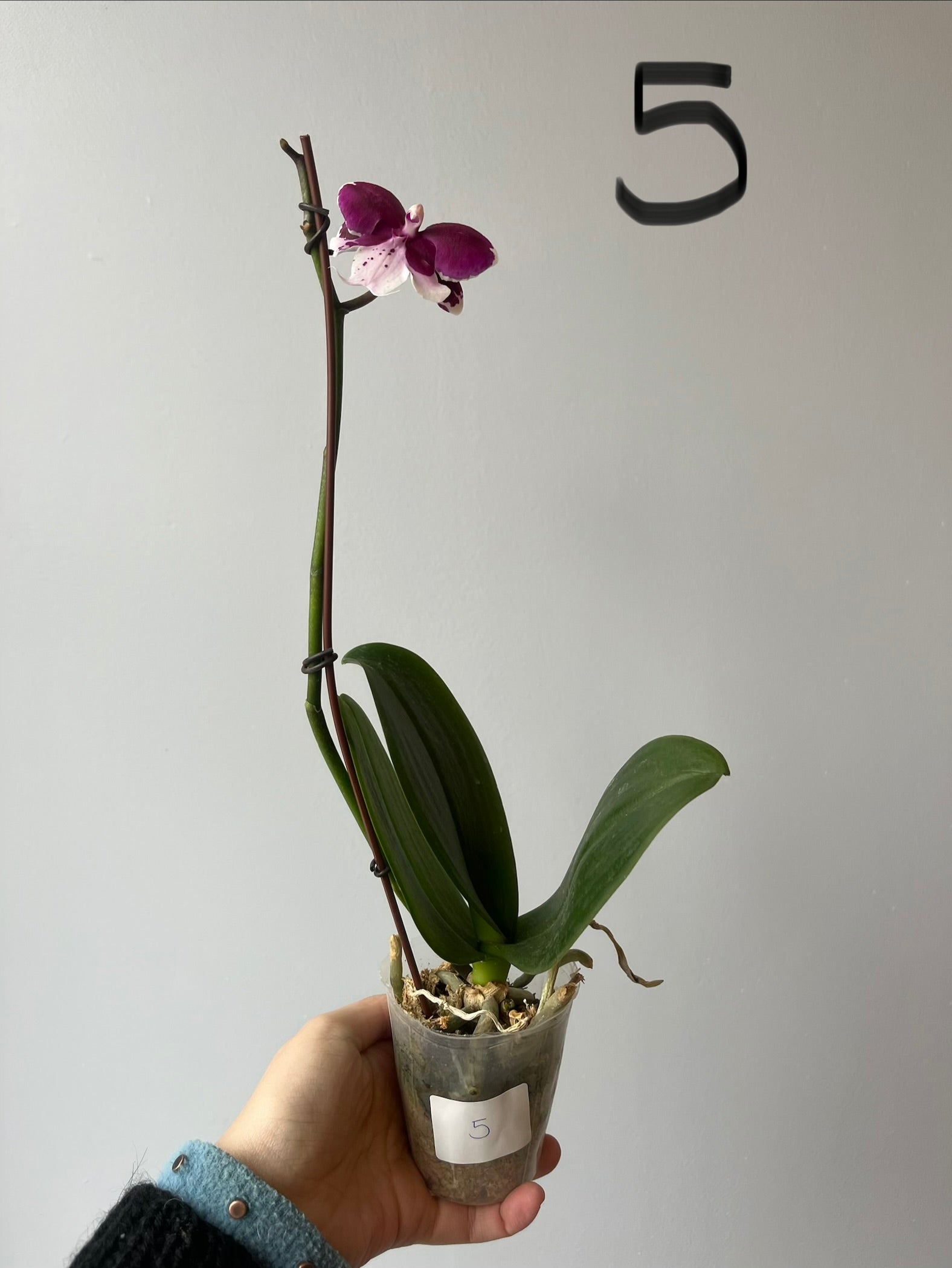 Orquídeas Medianas Fucsias Tonos