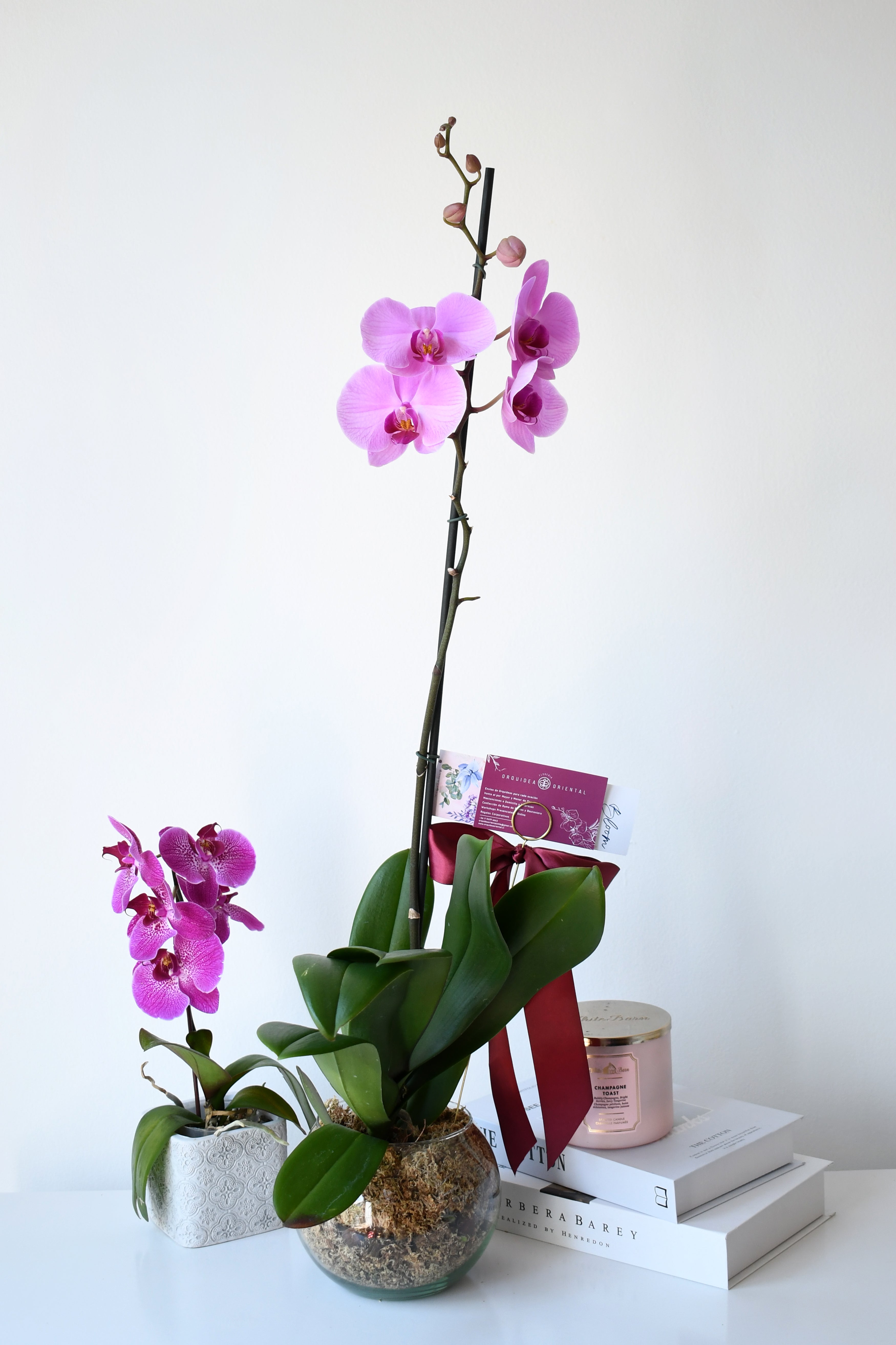 Arreglo Planta Orquidea Paz