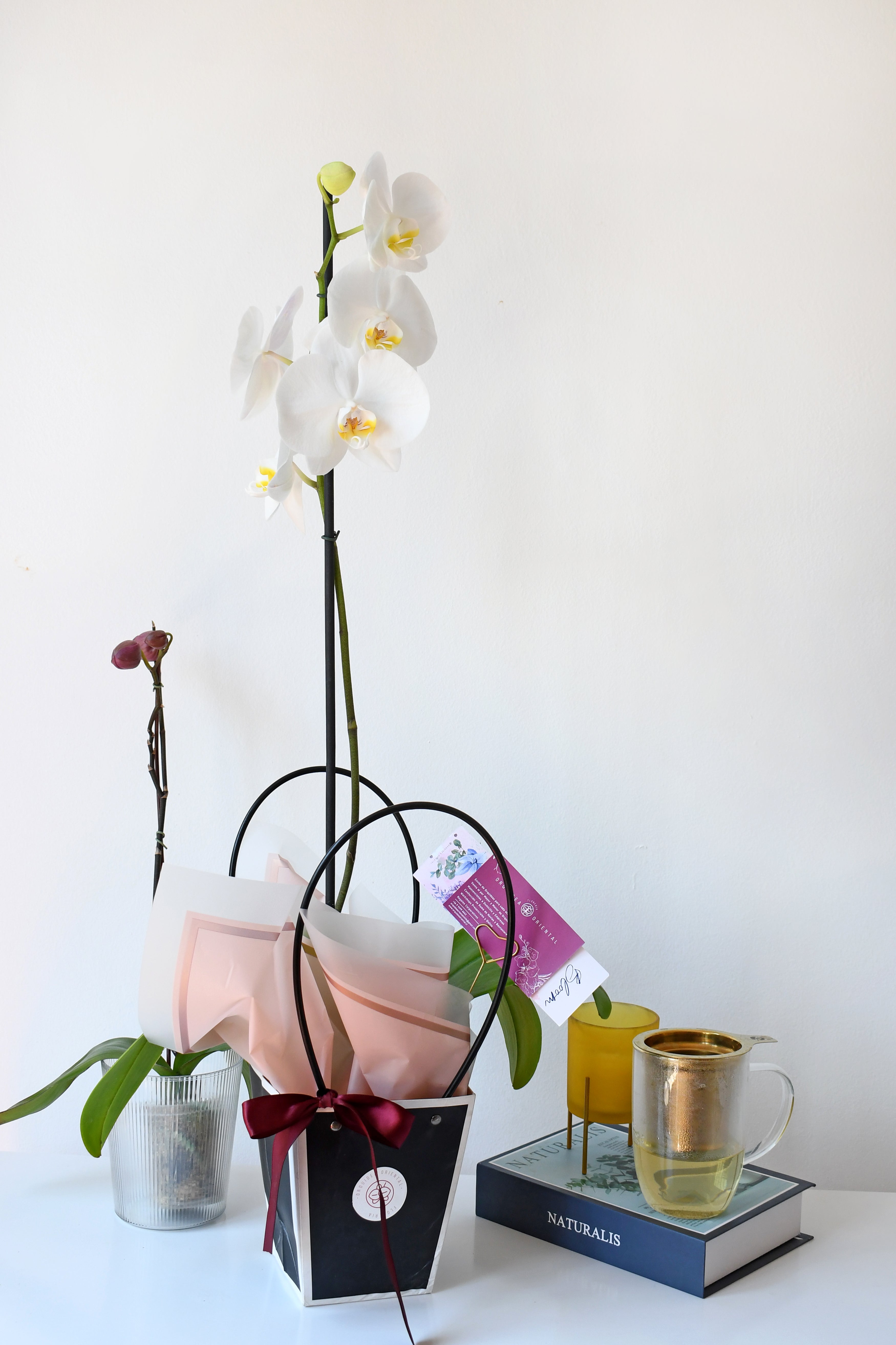 Orquidea de color especial en bolsa