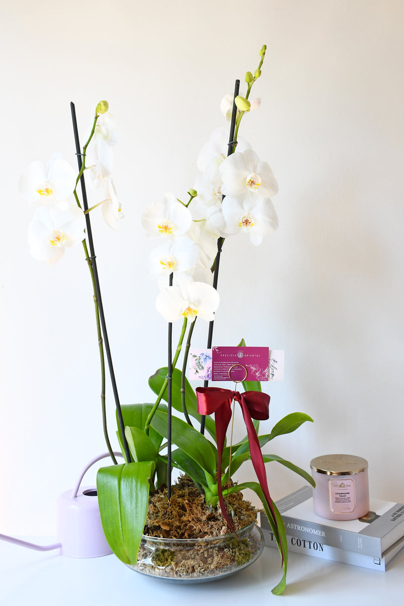 Arreglo de 3 plantas de orquideas en base de vidrio
