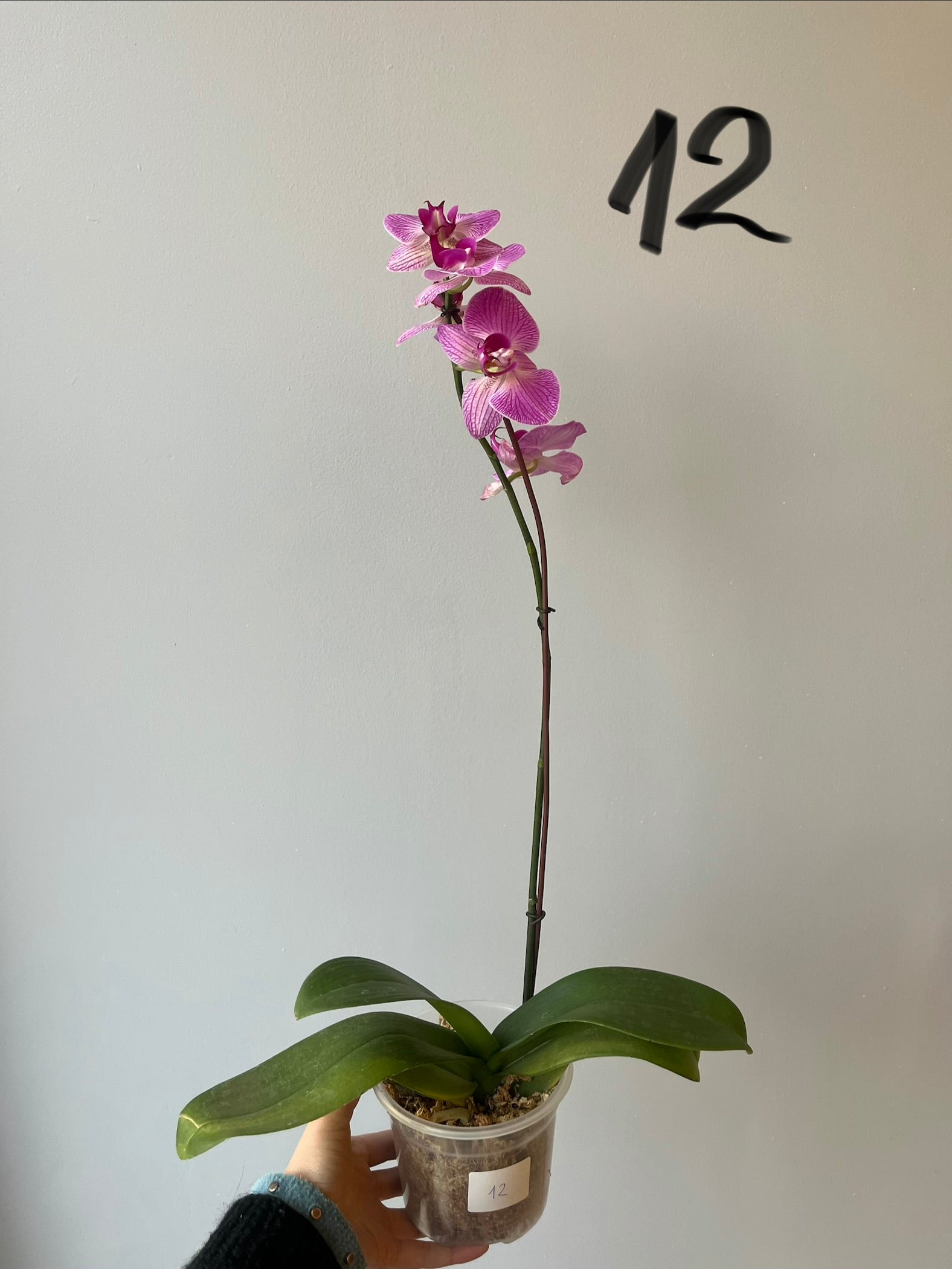 Orquídeas Grandes Fucsias  Tonos