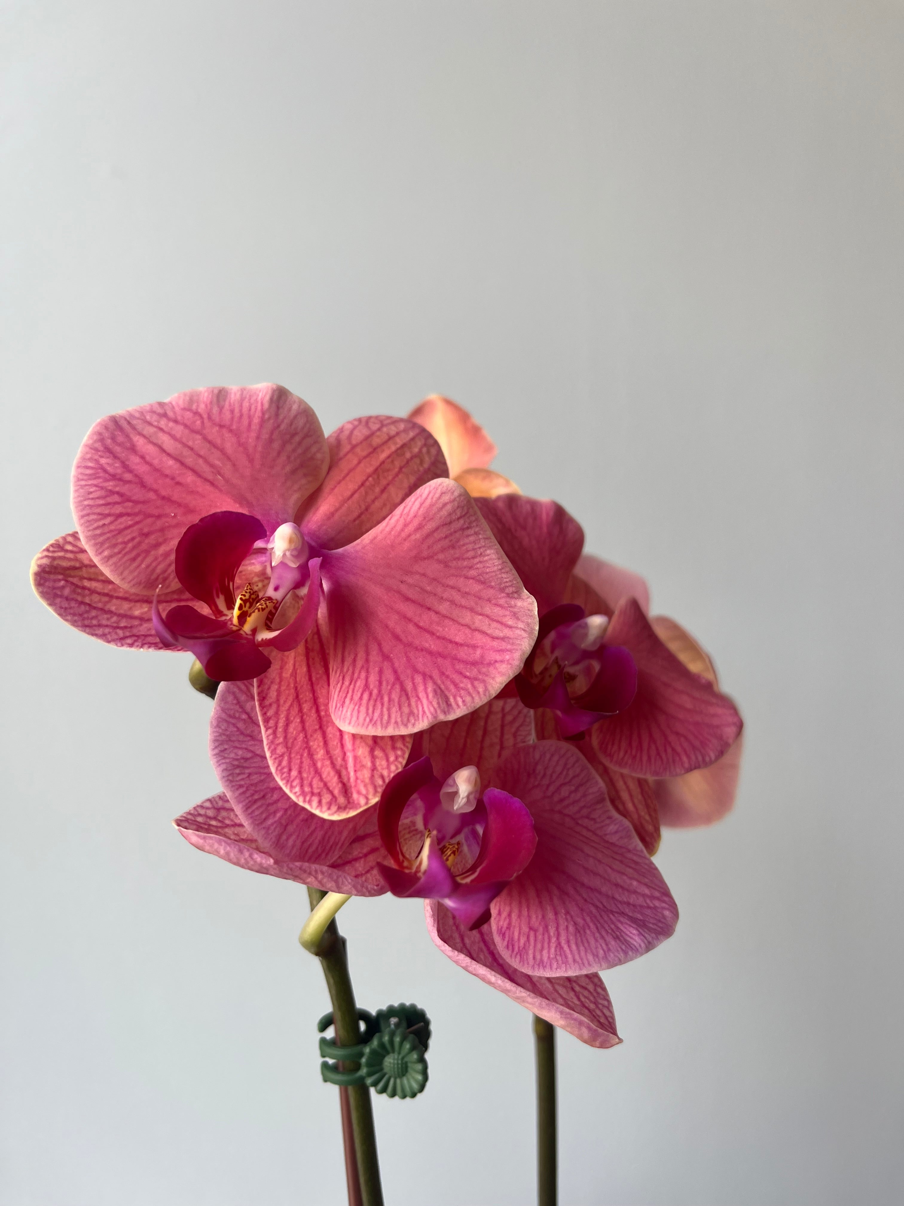 Orquídea Mediana Coral Doble Vara