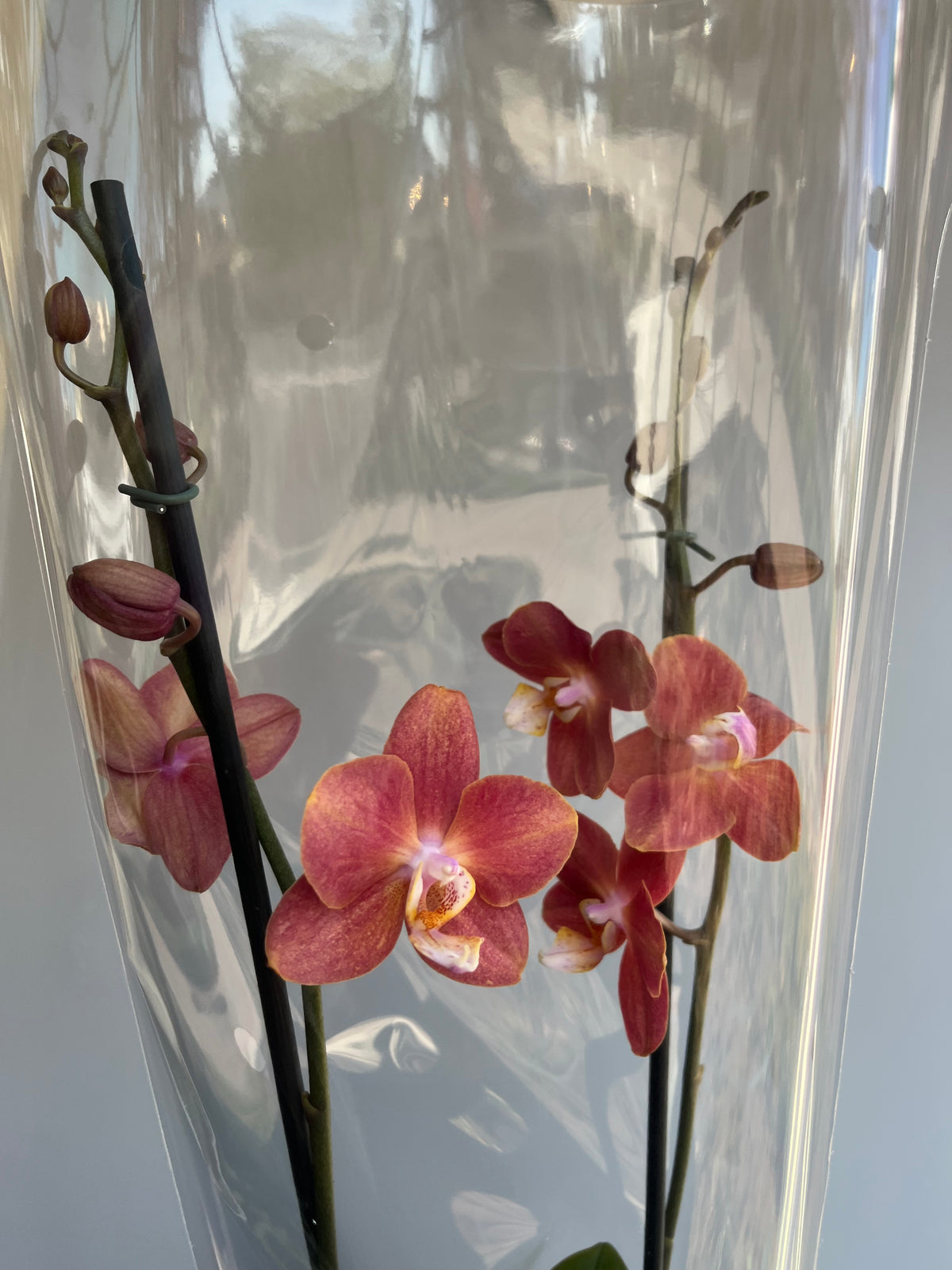 Orquídea Anaranjada