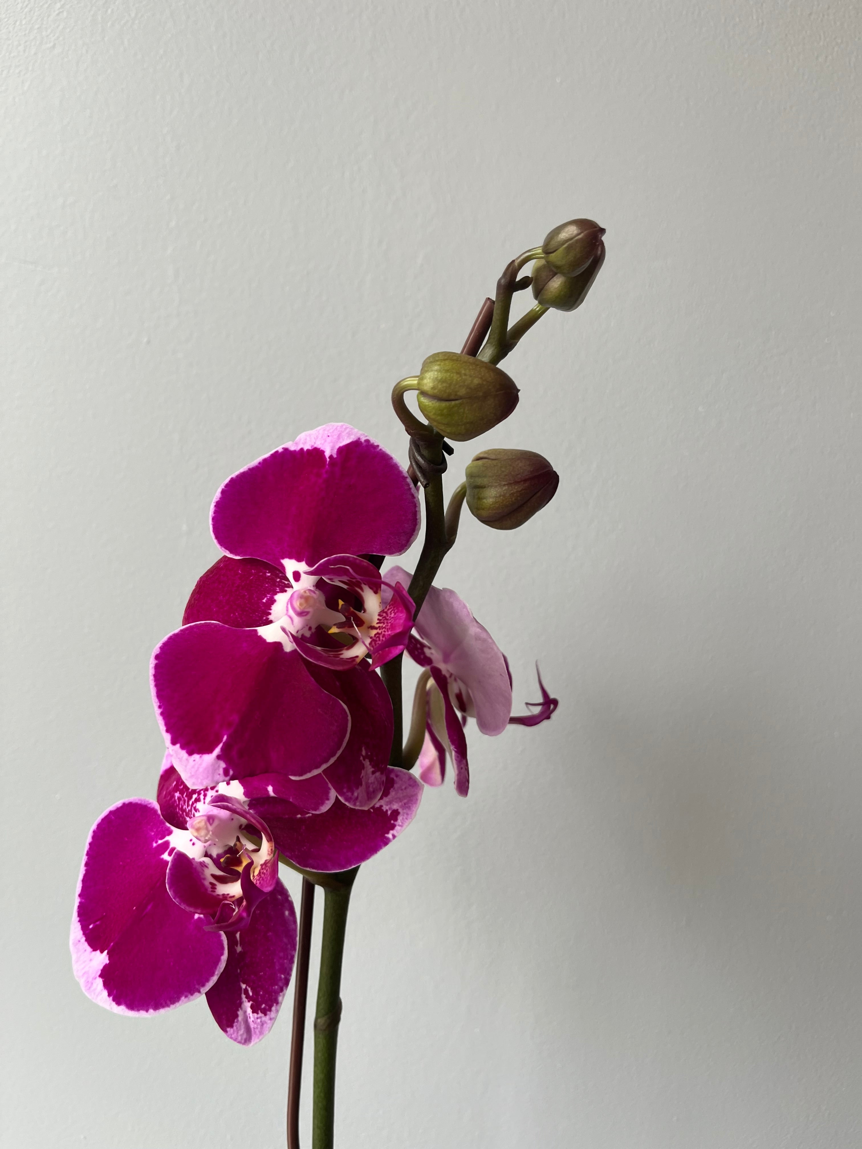 Orquídea fucsia rosa