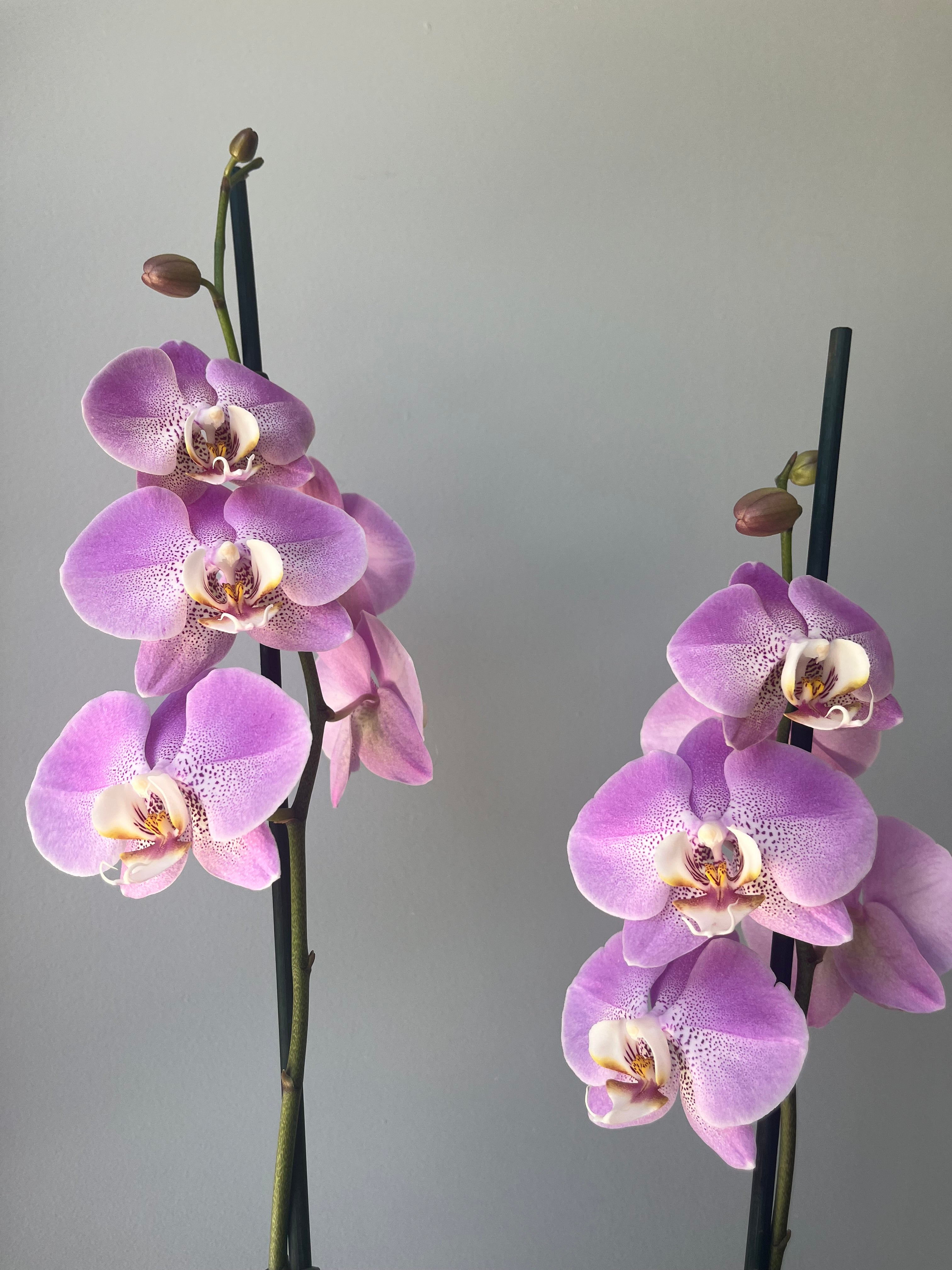 Orquídea Rosa Dos Varas