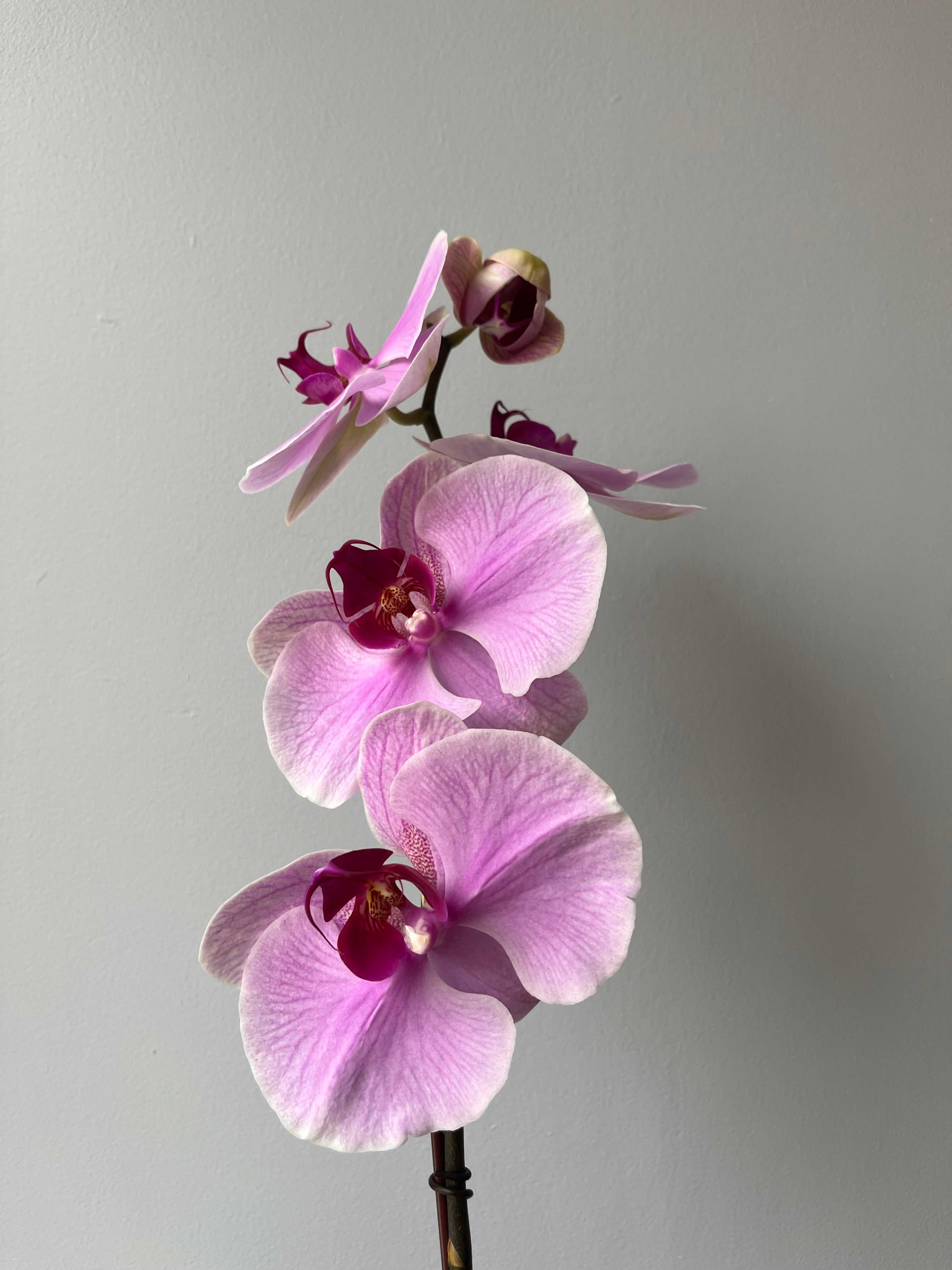 Orquídea Rosa Pastel