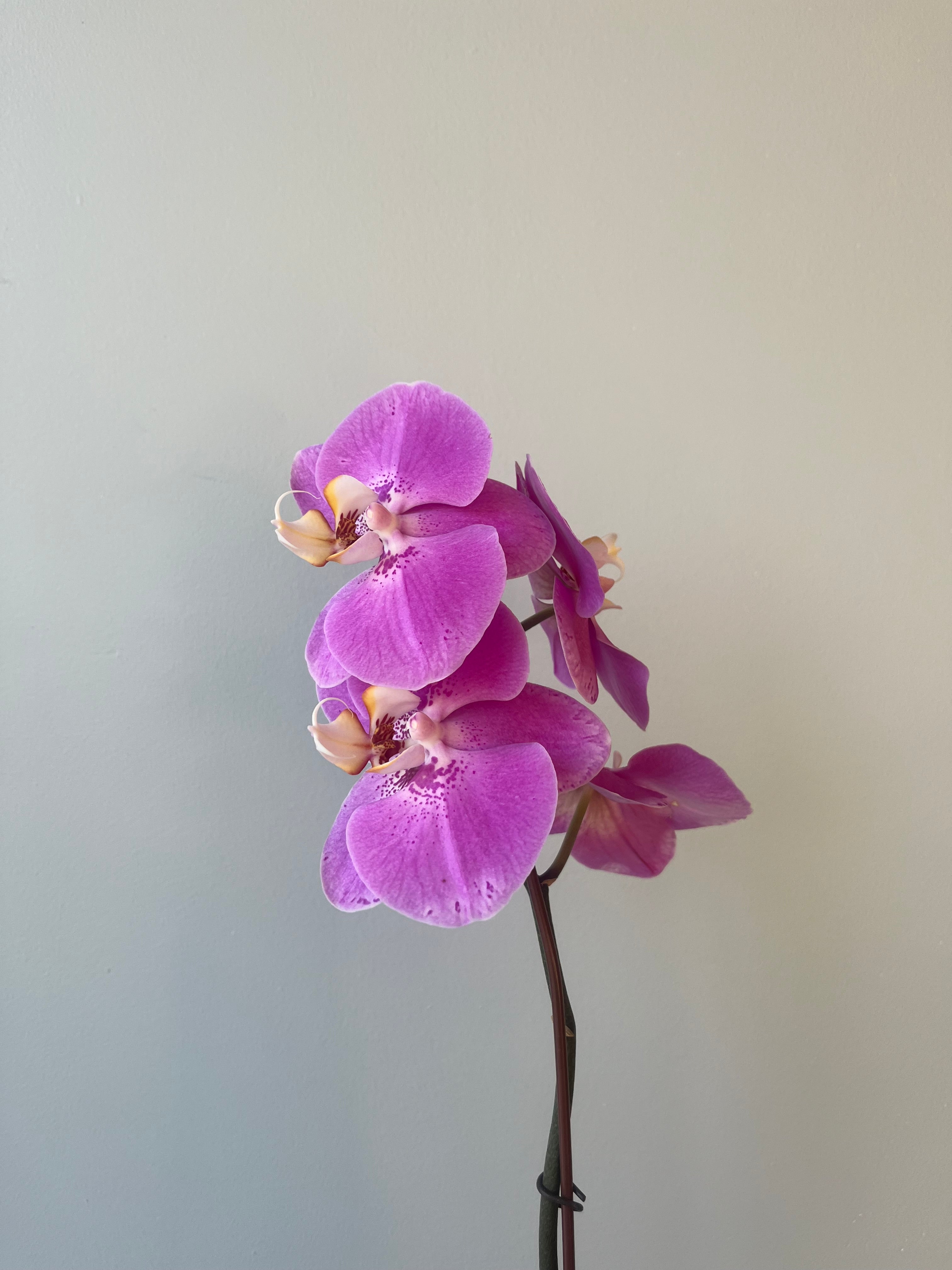 Orquídeas Variedad Medianas Liquidación
