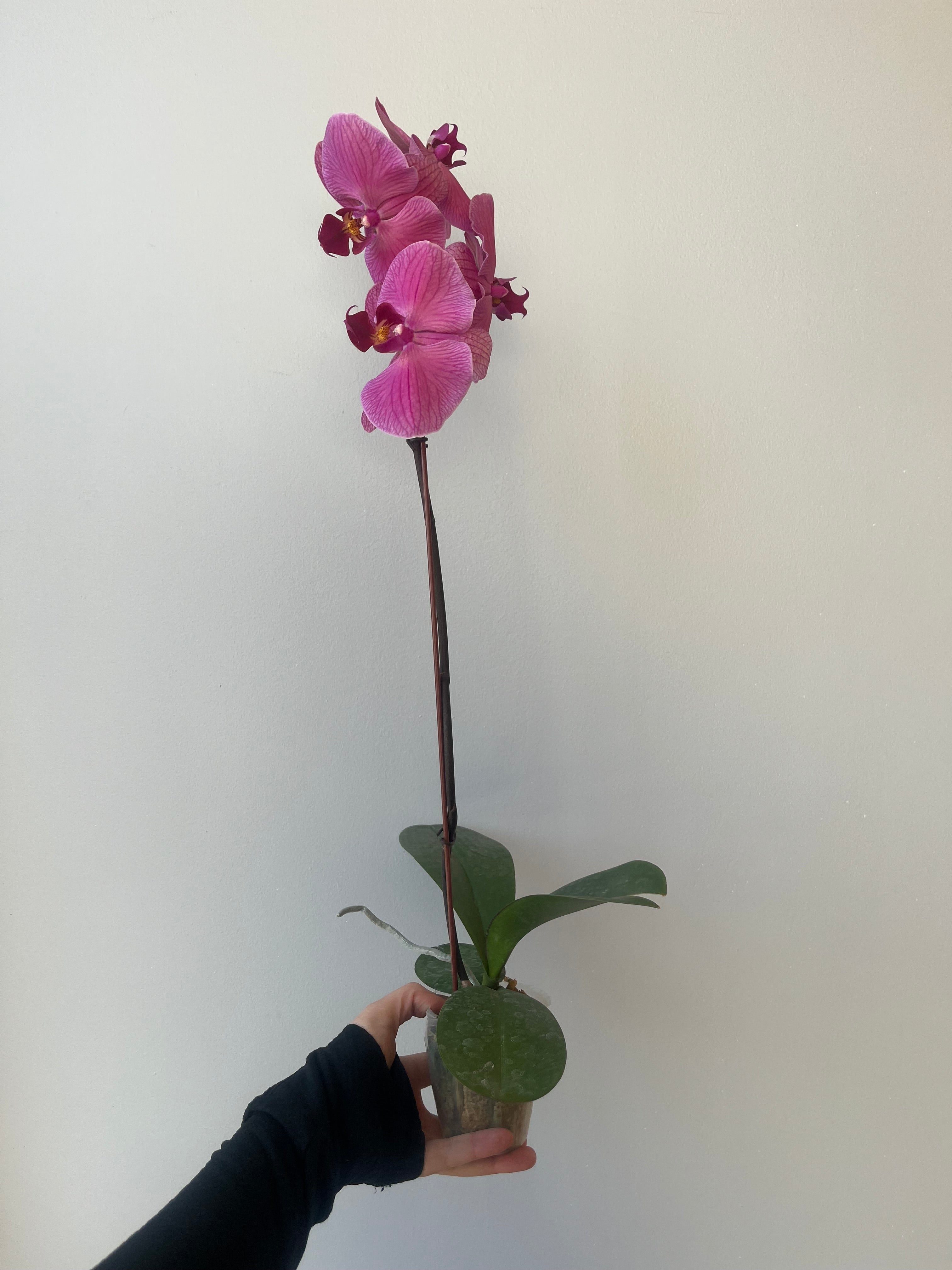 Orquídea Coral Grande Liquidación