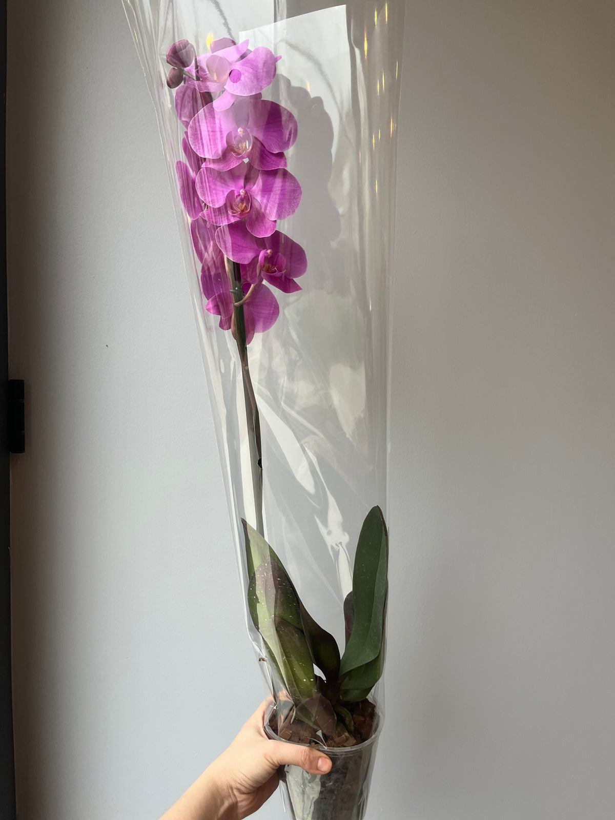 Orquídea Rosa