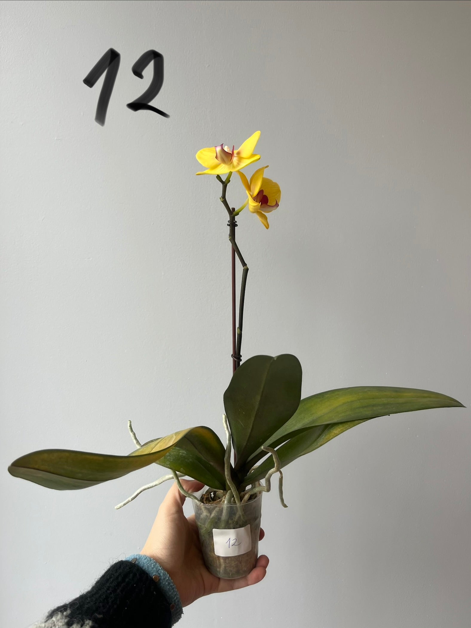 Orquídeas Medianas Amarillas