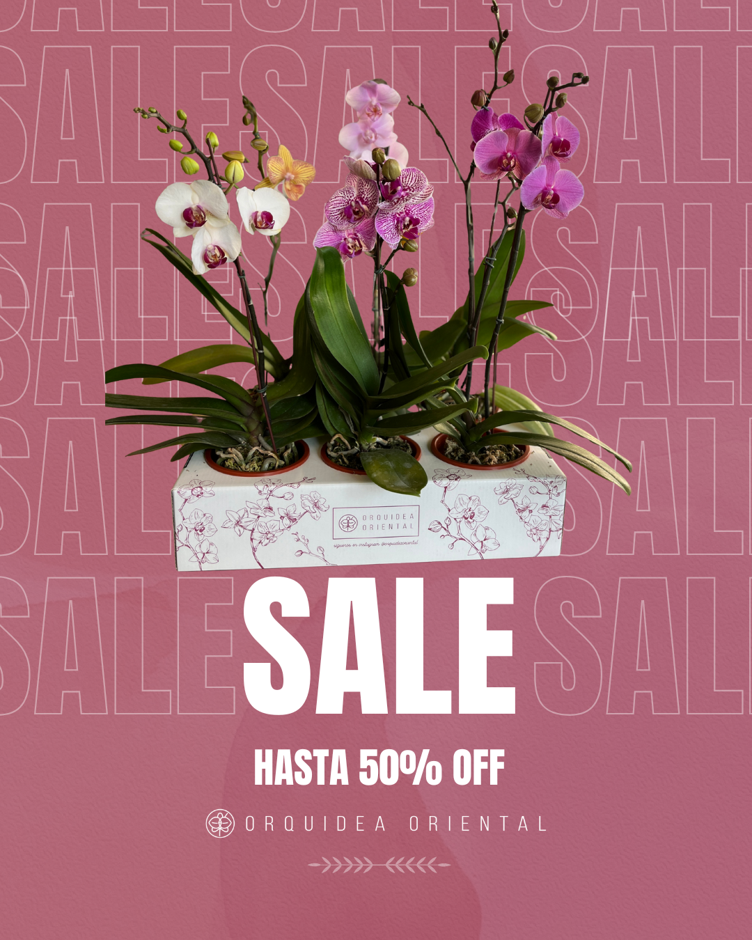 ❄️ Winter sale Orquídeas ❄️