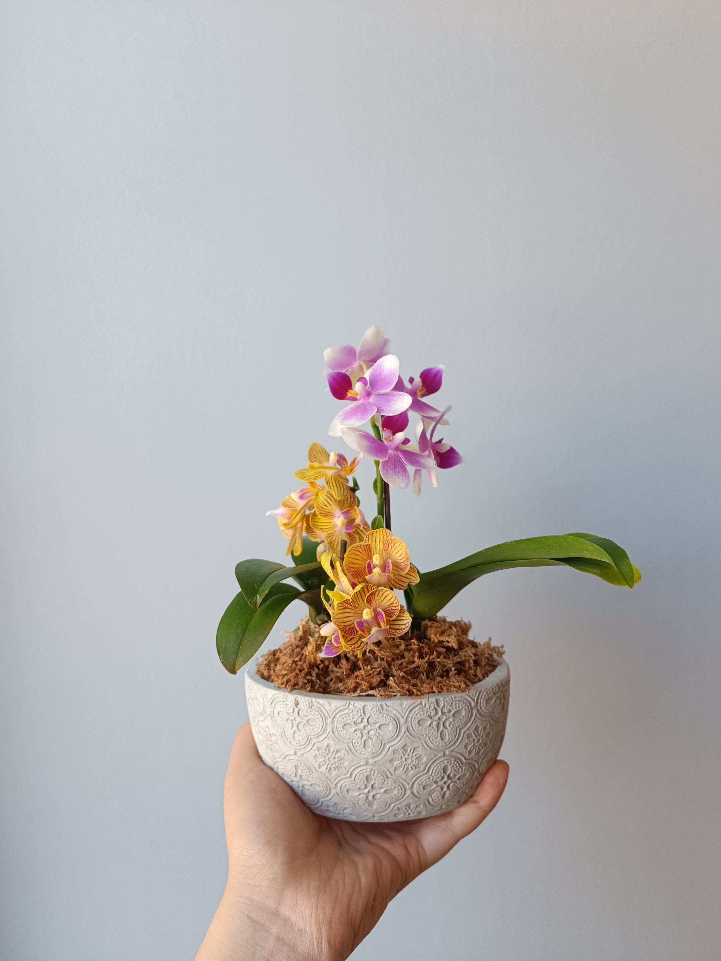 2 orquídeas mini en macetero de hormigón