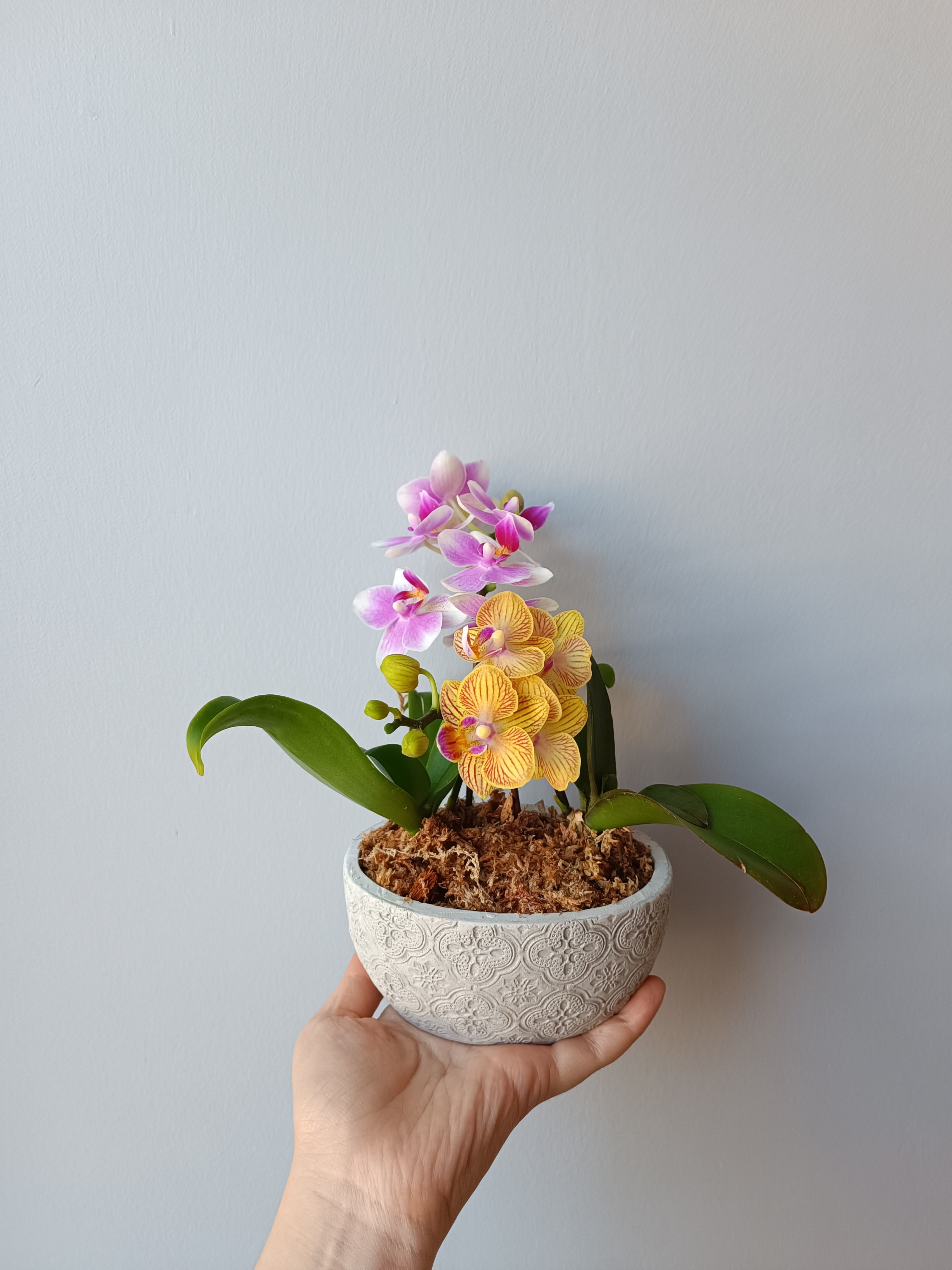 2 orquídeas mini en macetero de hormigón