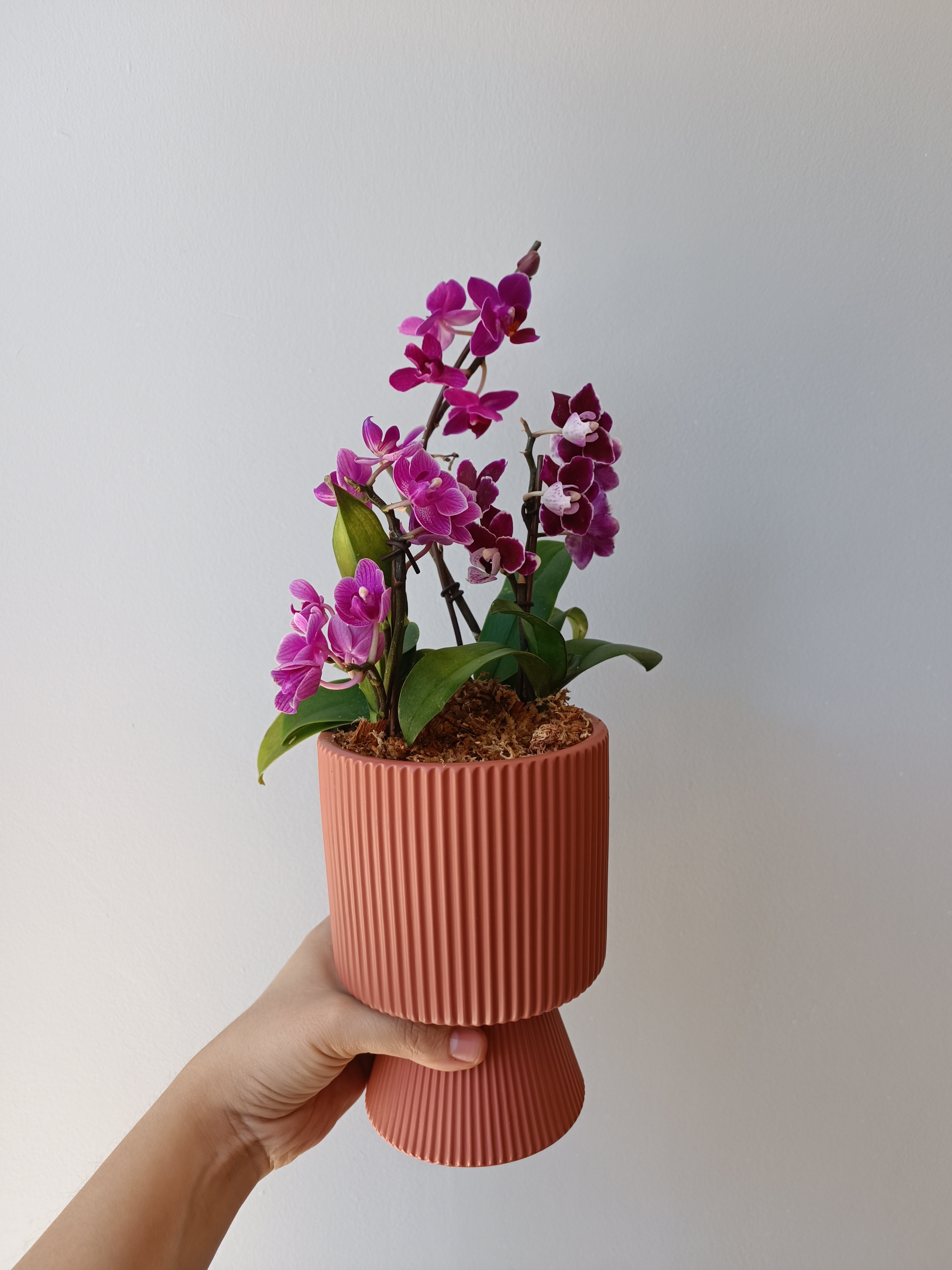 3 Orquídeas mini en pedestal de cerámica