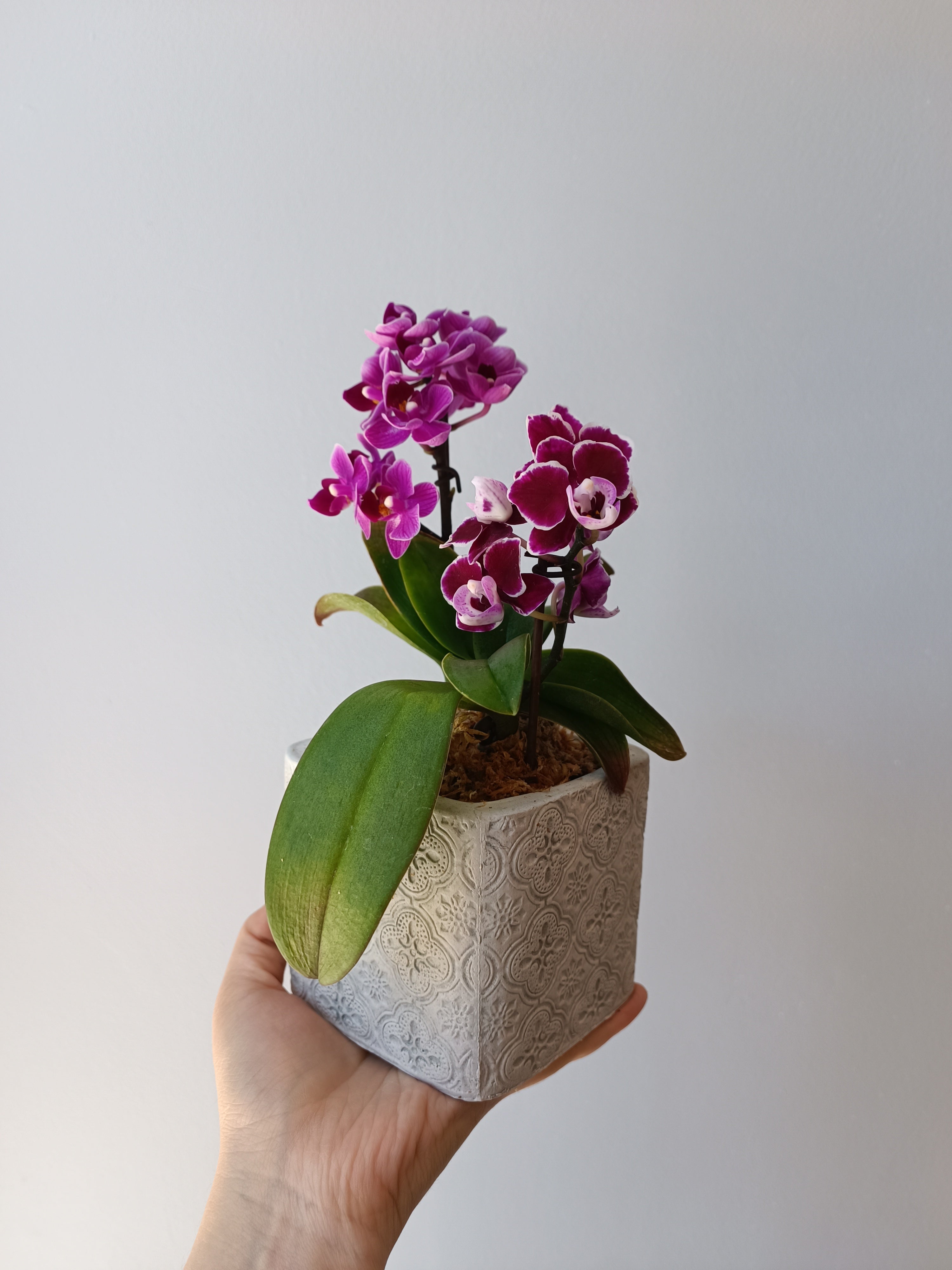 2 Orquídeas mini en hormigón cuadrado