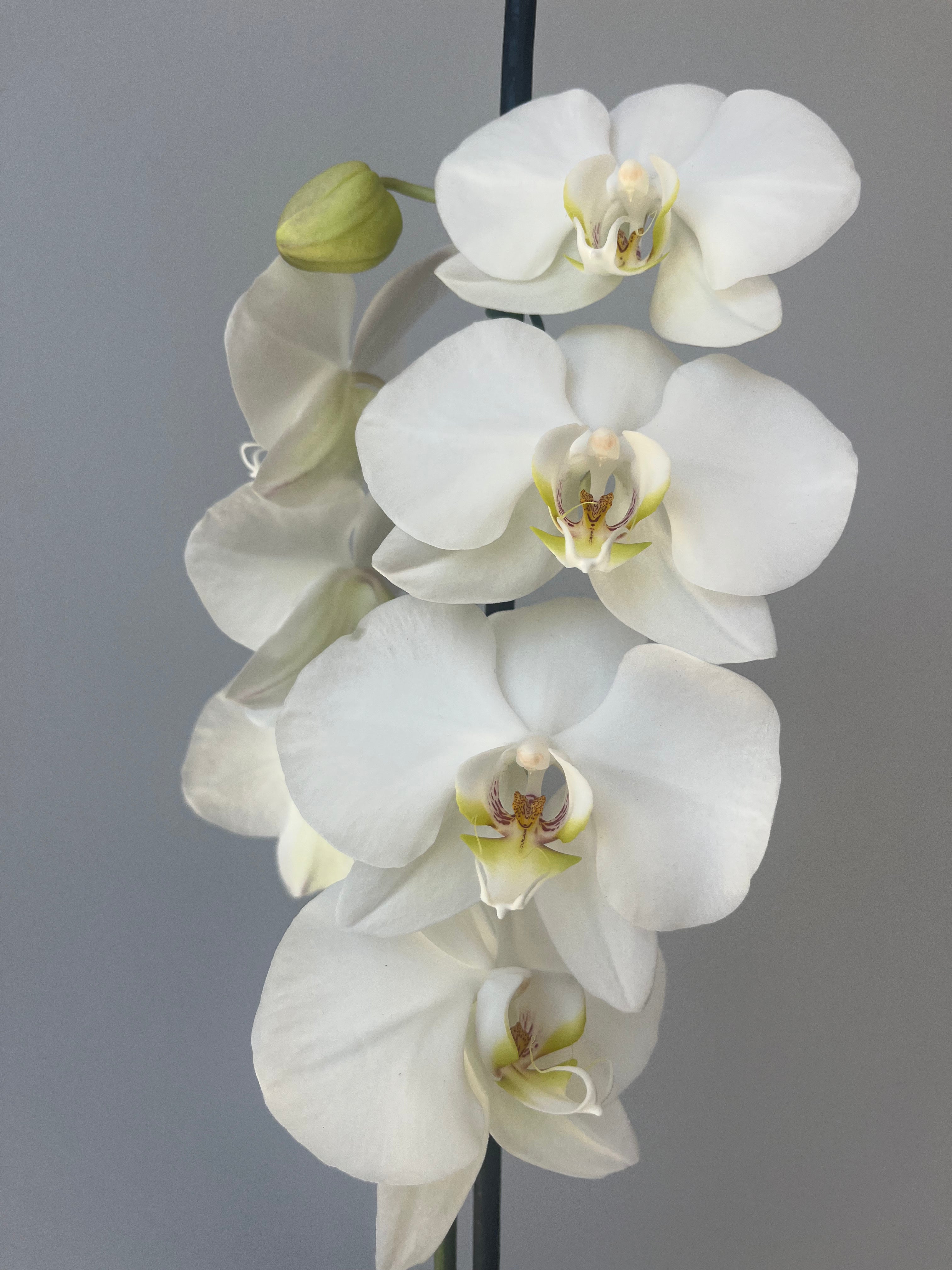 Orquídea Blanca Una Vara