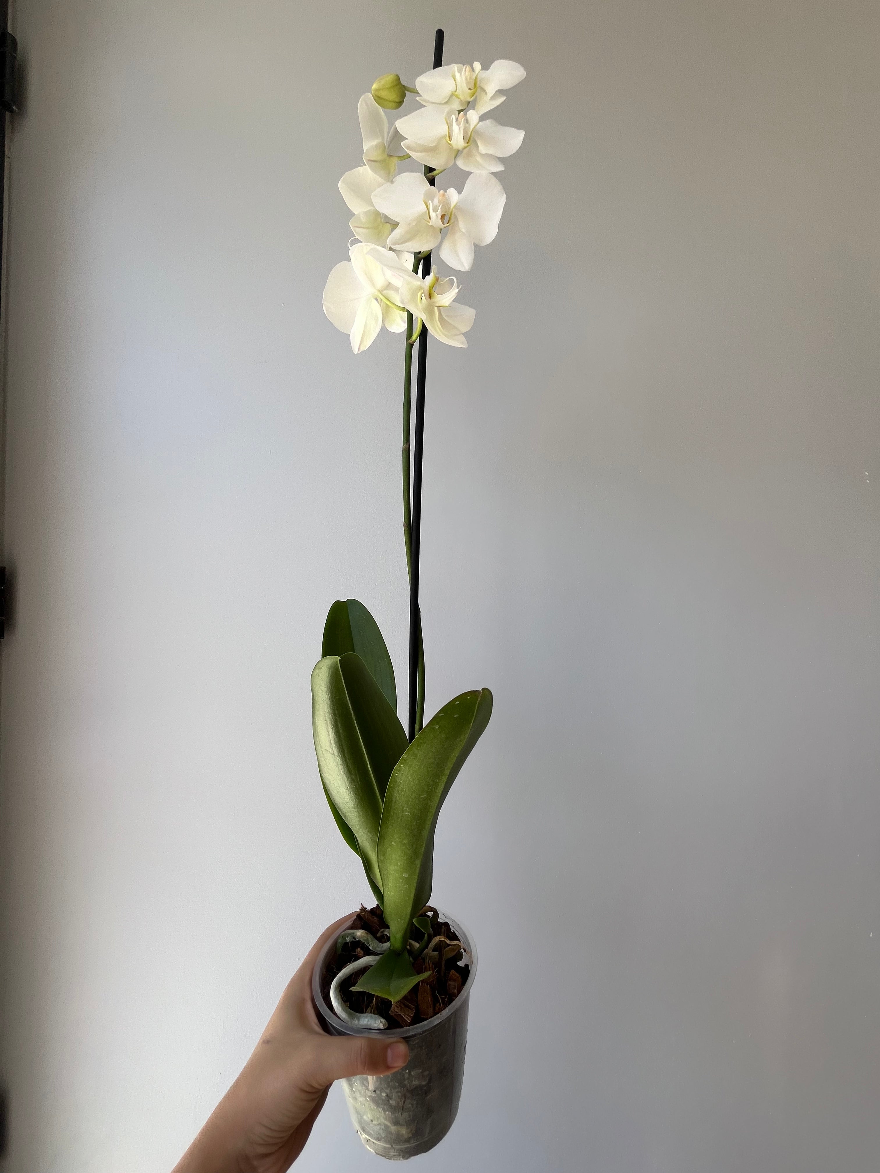 Orquídea Blanca Una Vara