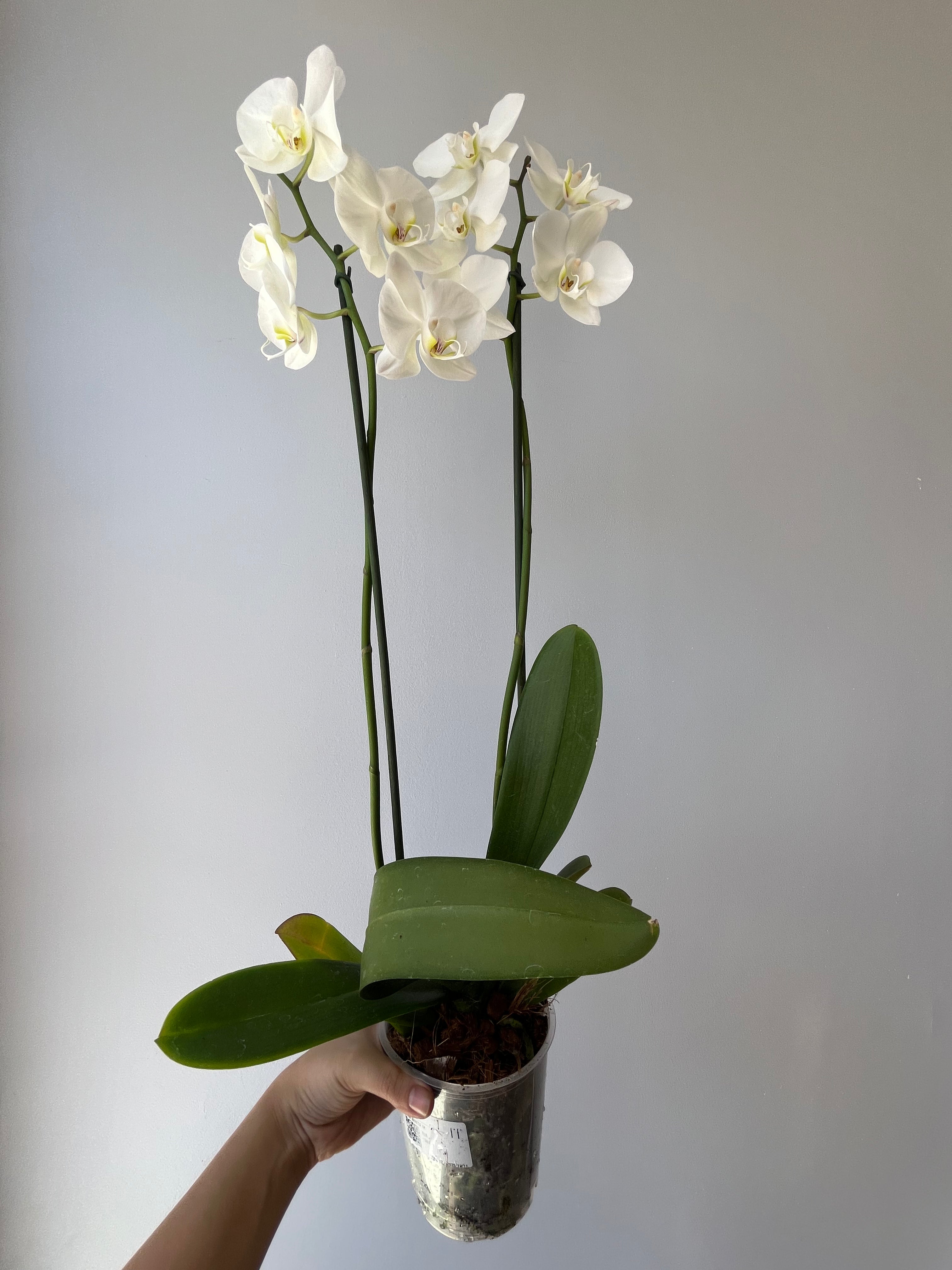 Orquídea Blanca Dos Varas