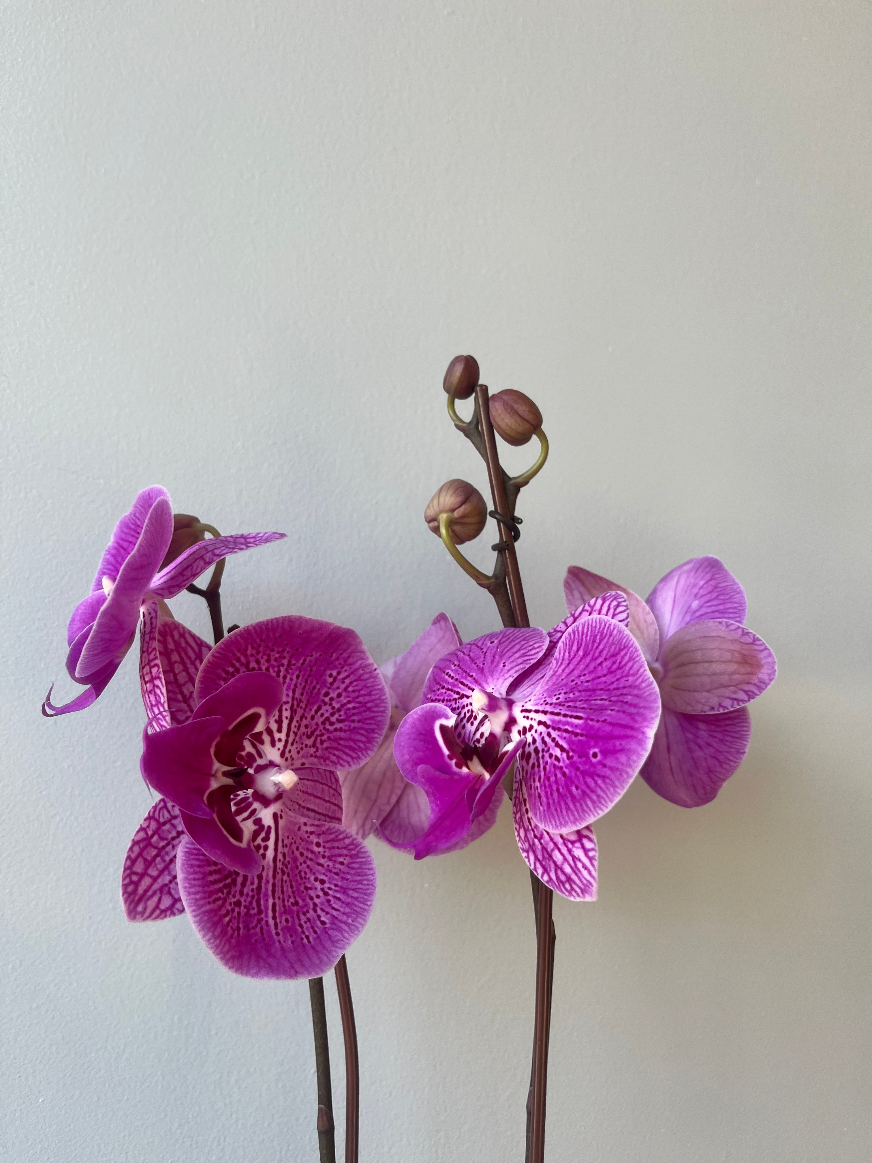 Orquídea Jaspeada Lila