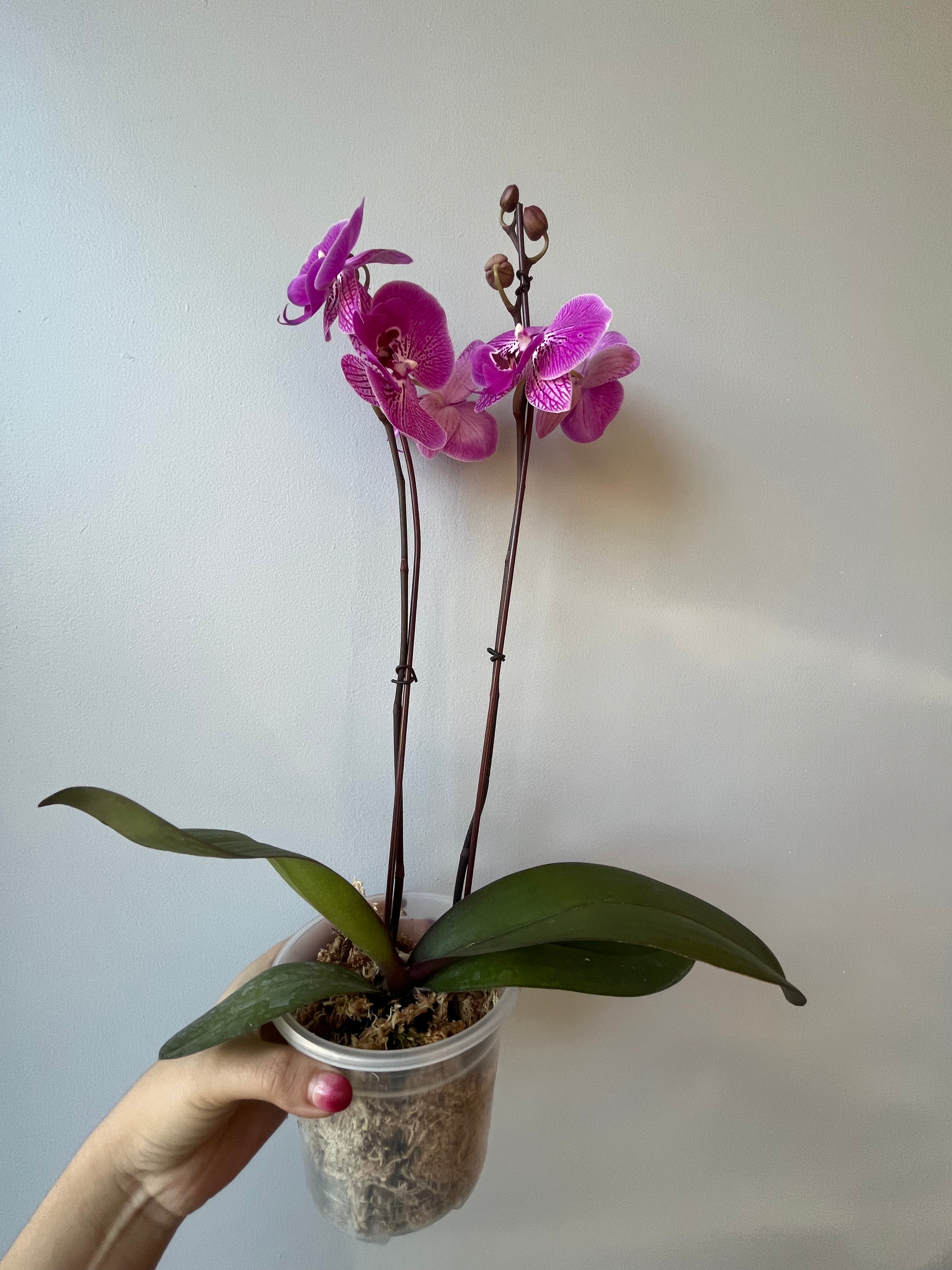 Orquídea Jaspeada Lila