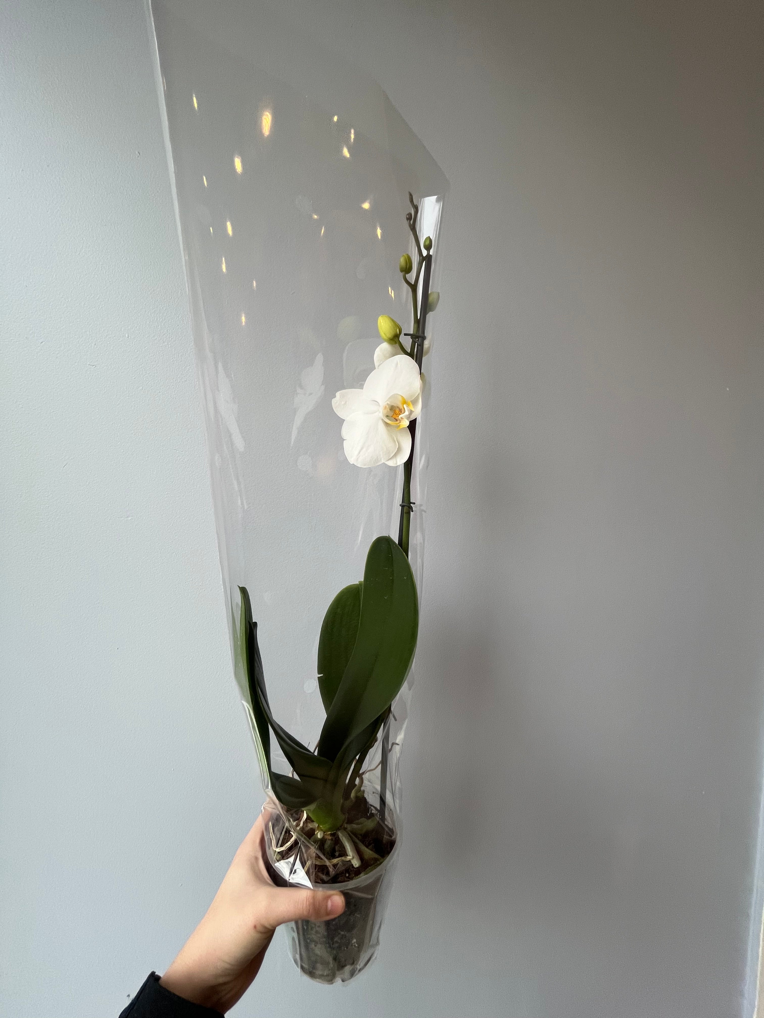 Orquídea Blanca