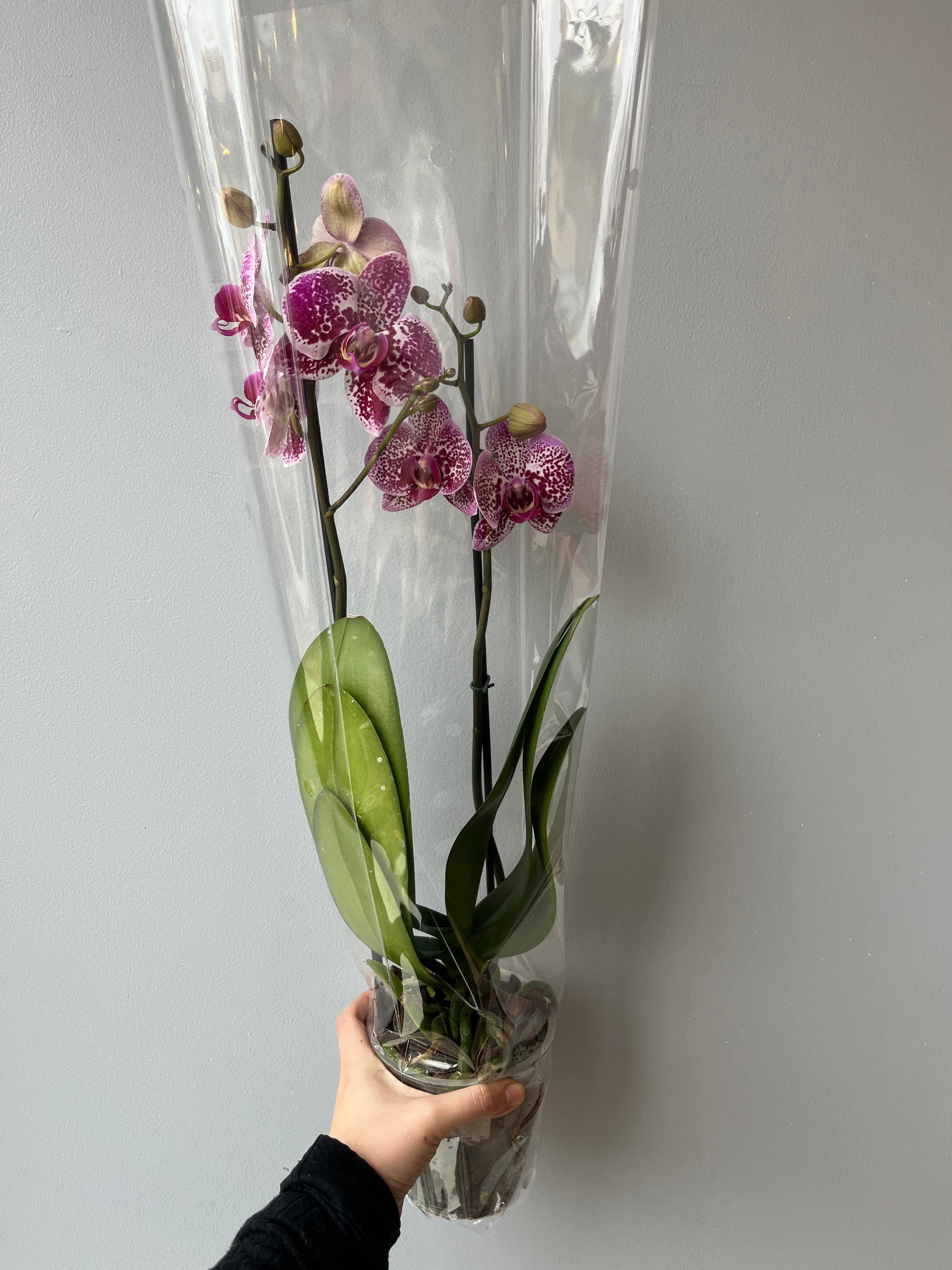 Orquídea Jaspeada