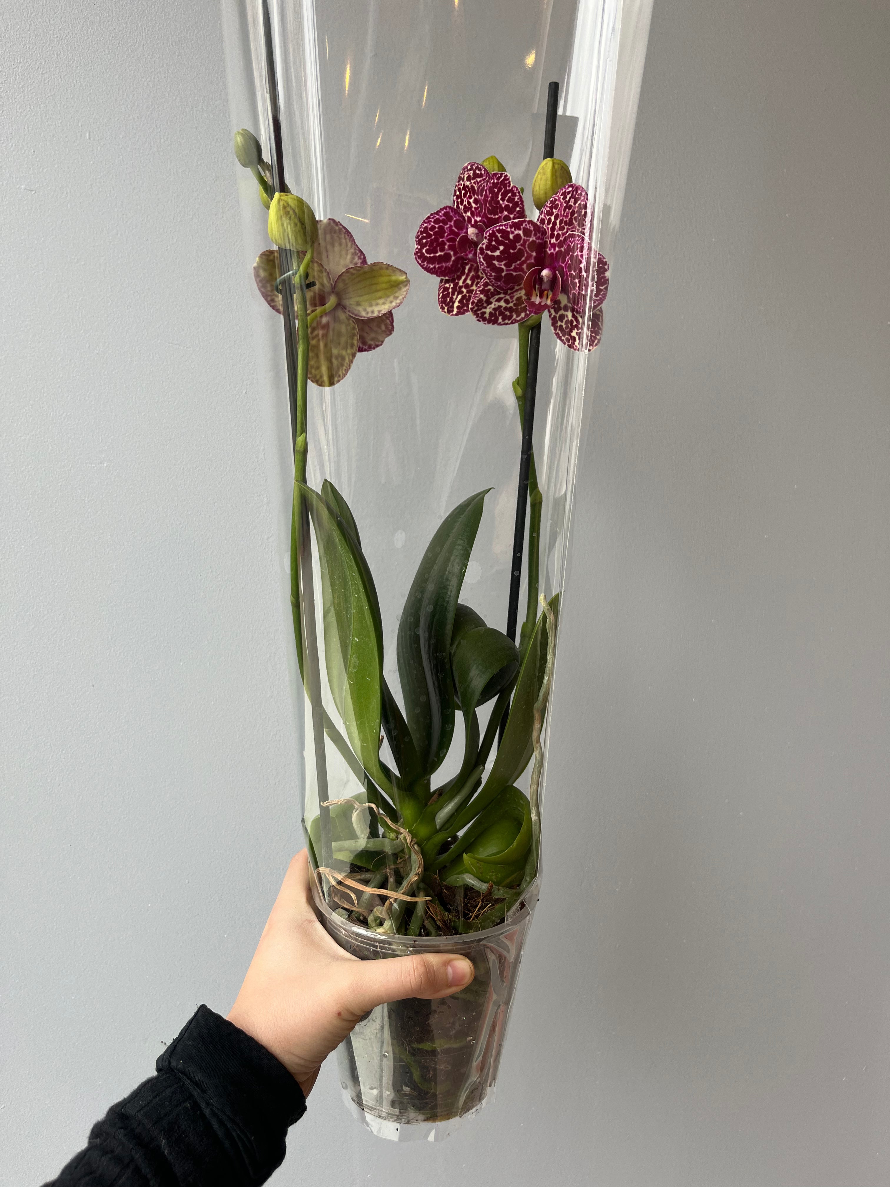 Orquídea Atigrada