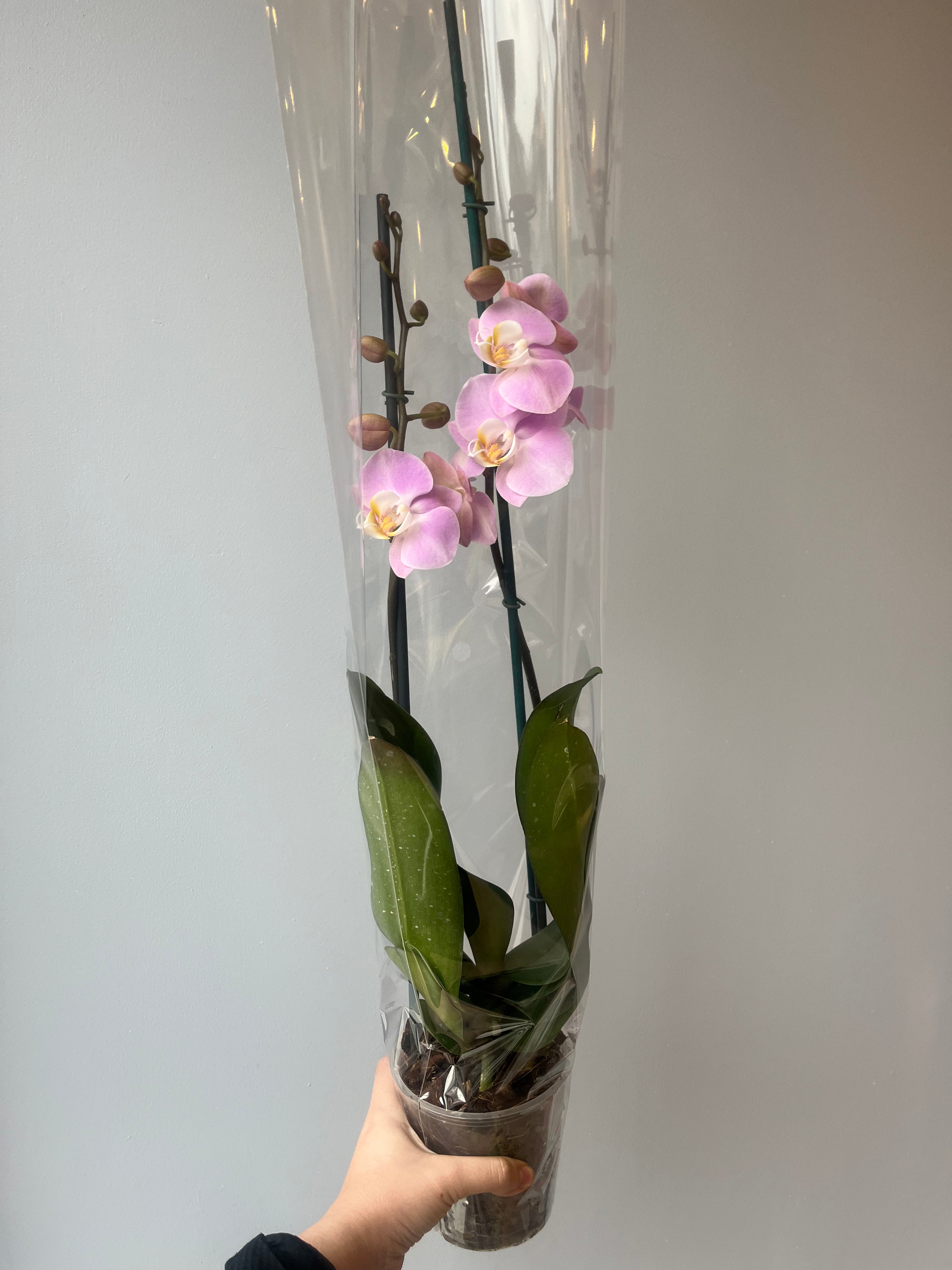 Orquídea Rosa Palo