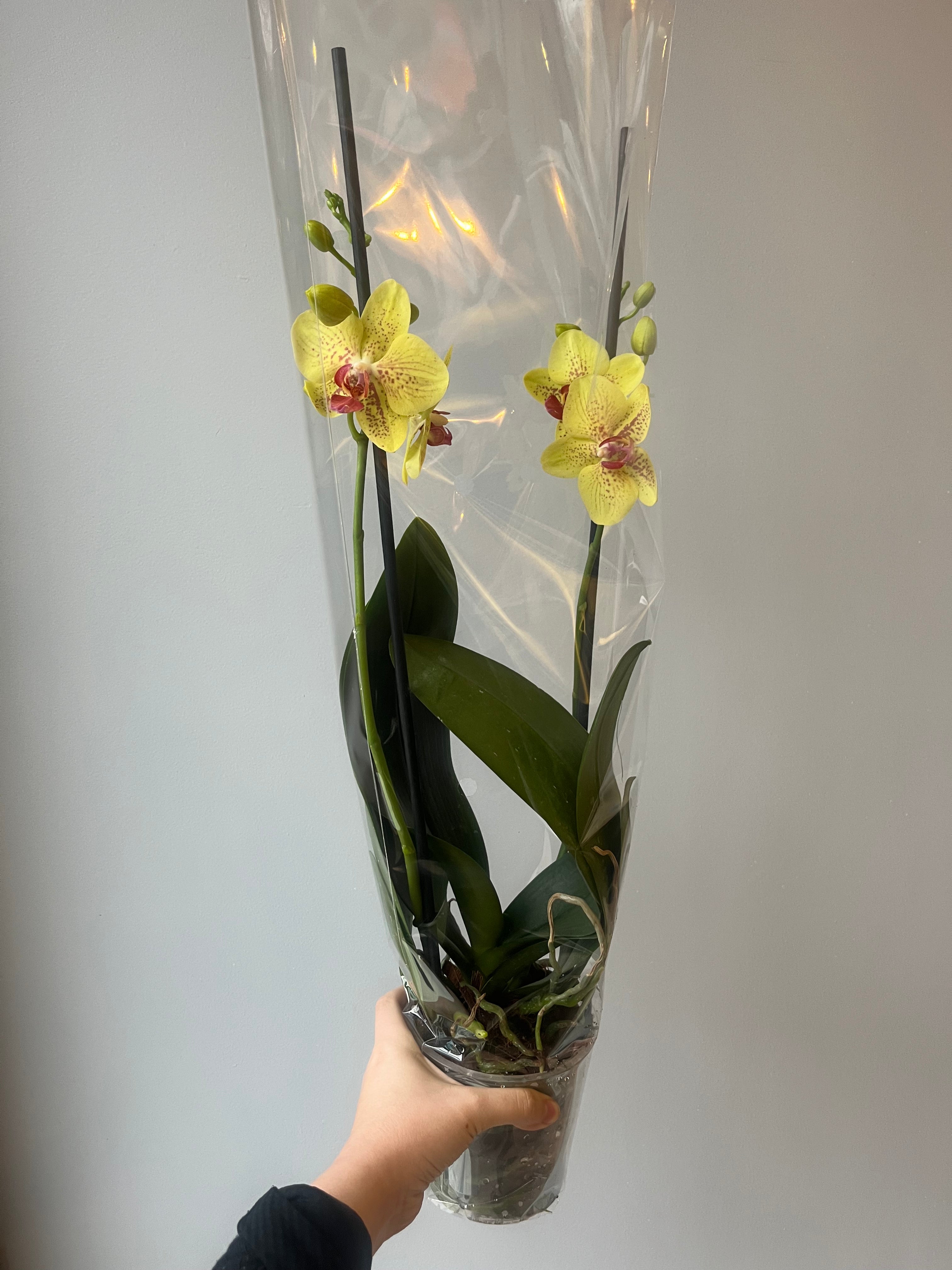 Orquídea Amarilla Pecas