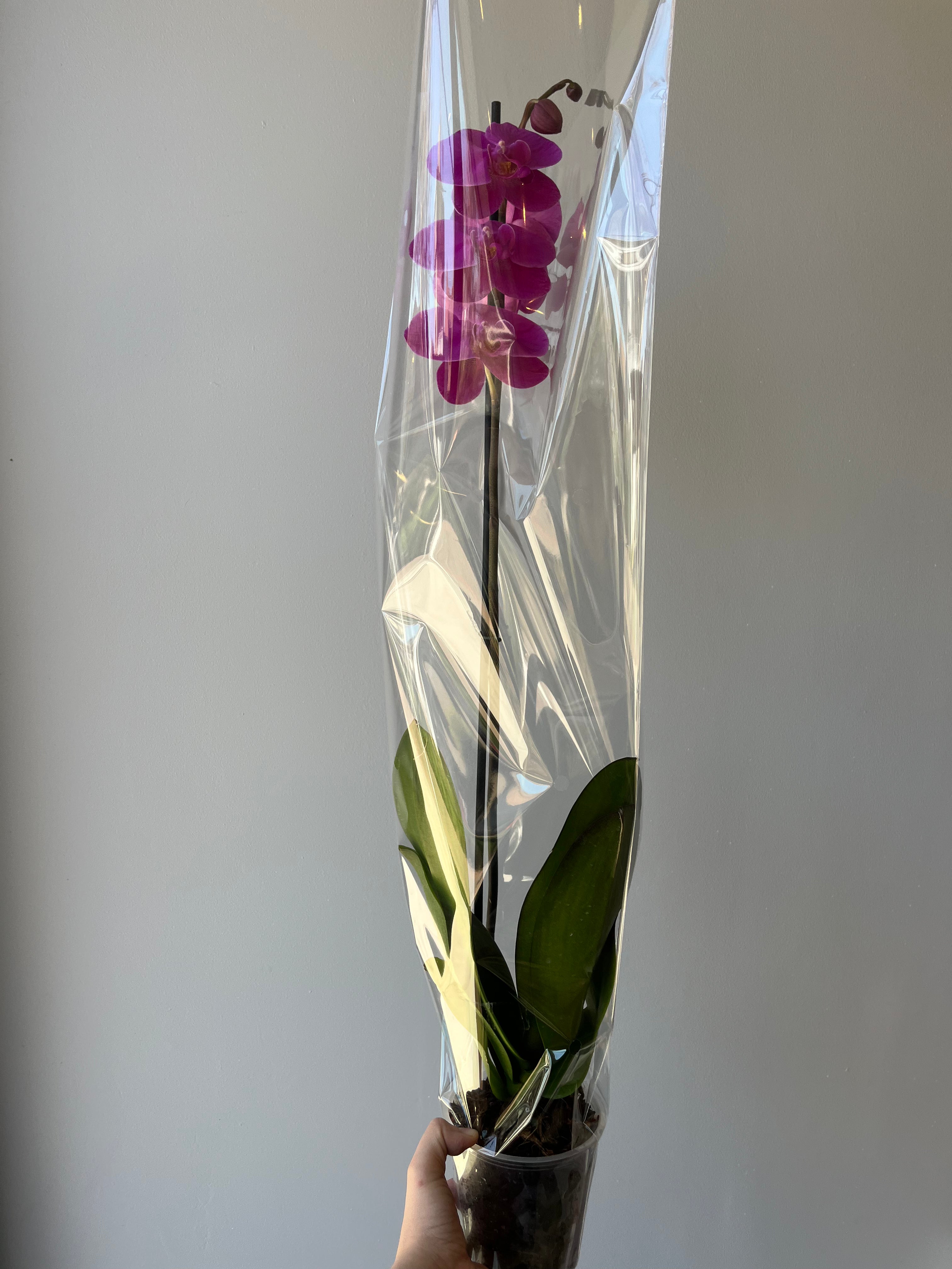 Orquídea Fucsia