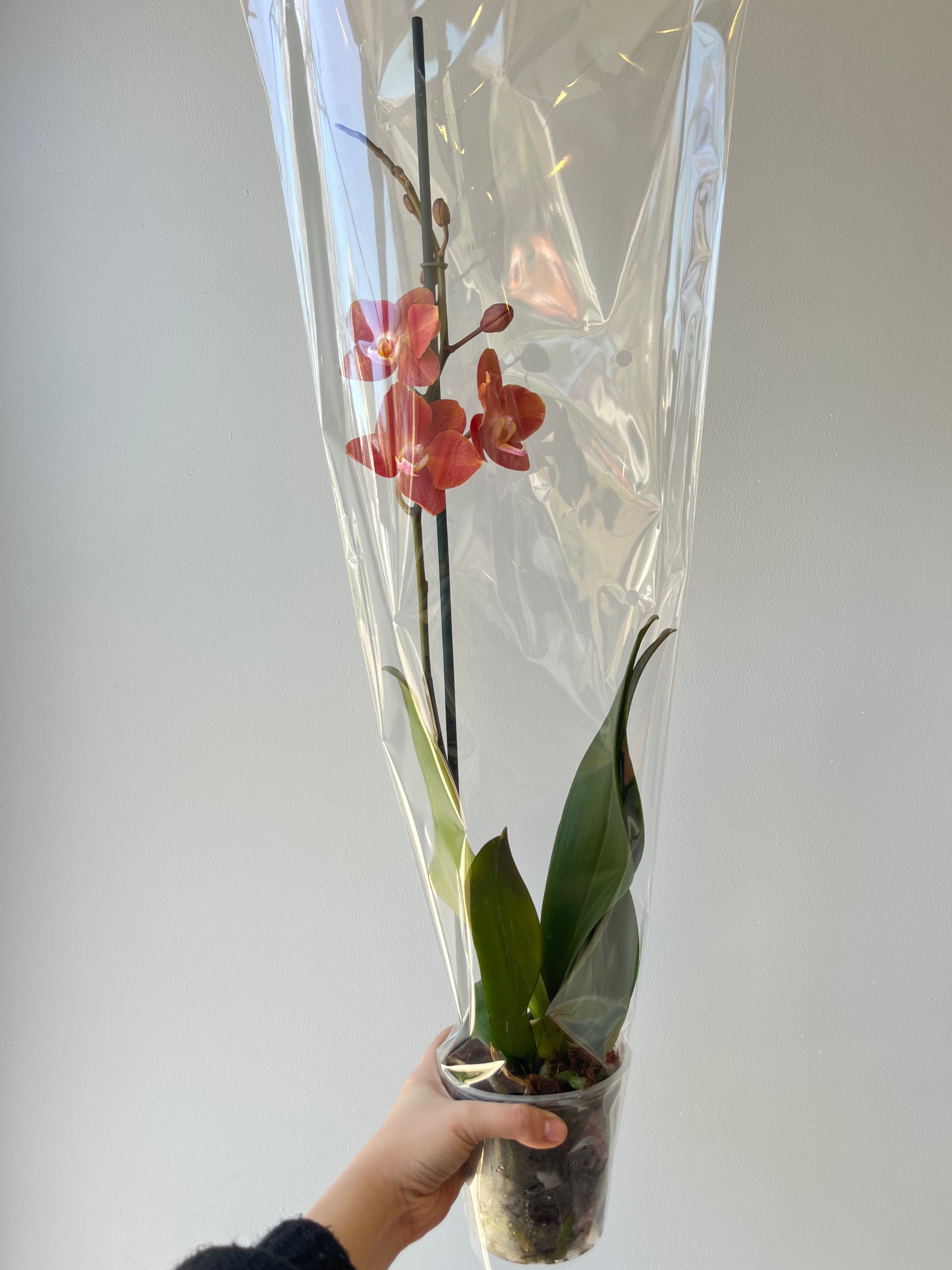 Orquídea Anaranjada