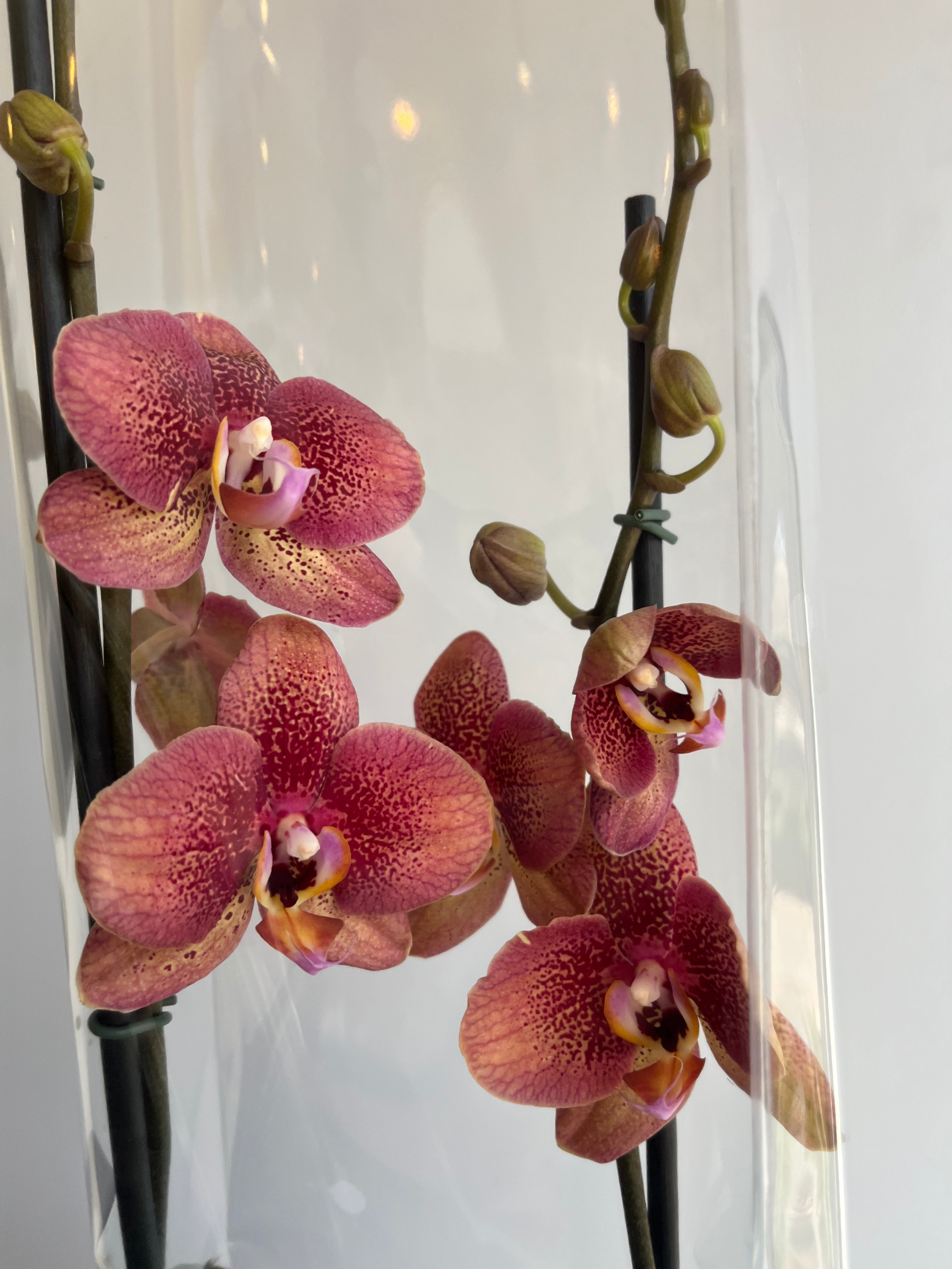 Orquídea Jaspeada Coral