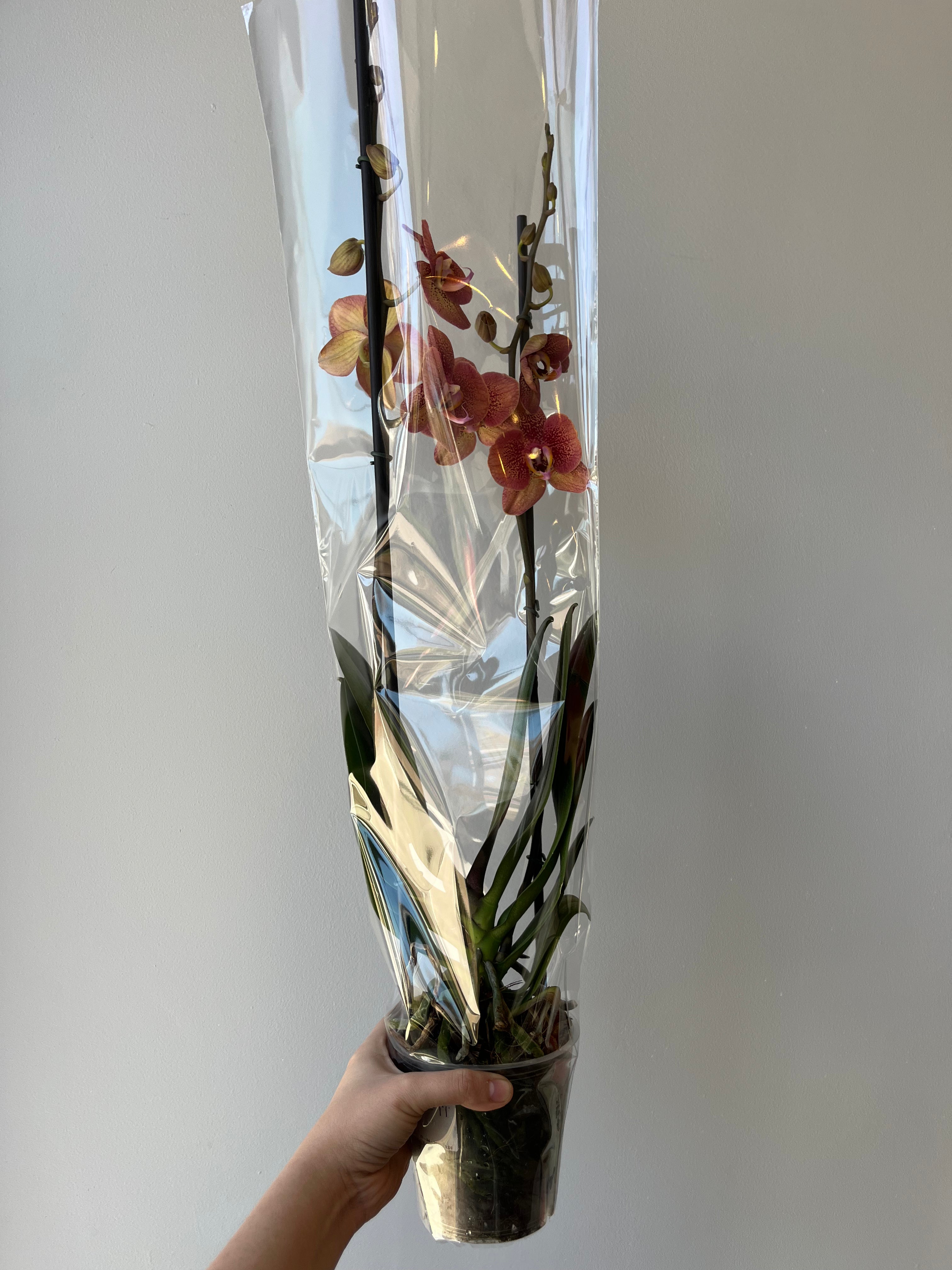 Orquídea Jaspeada Coral