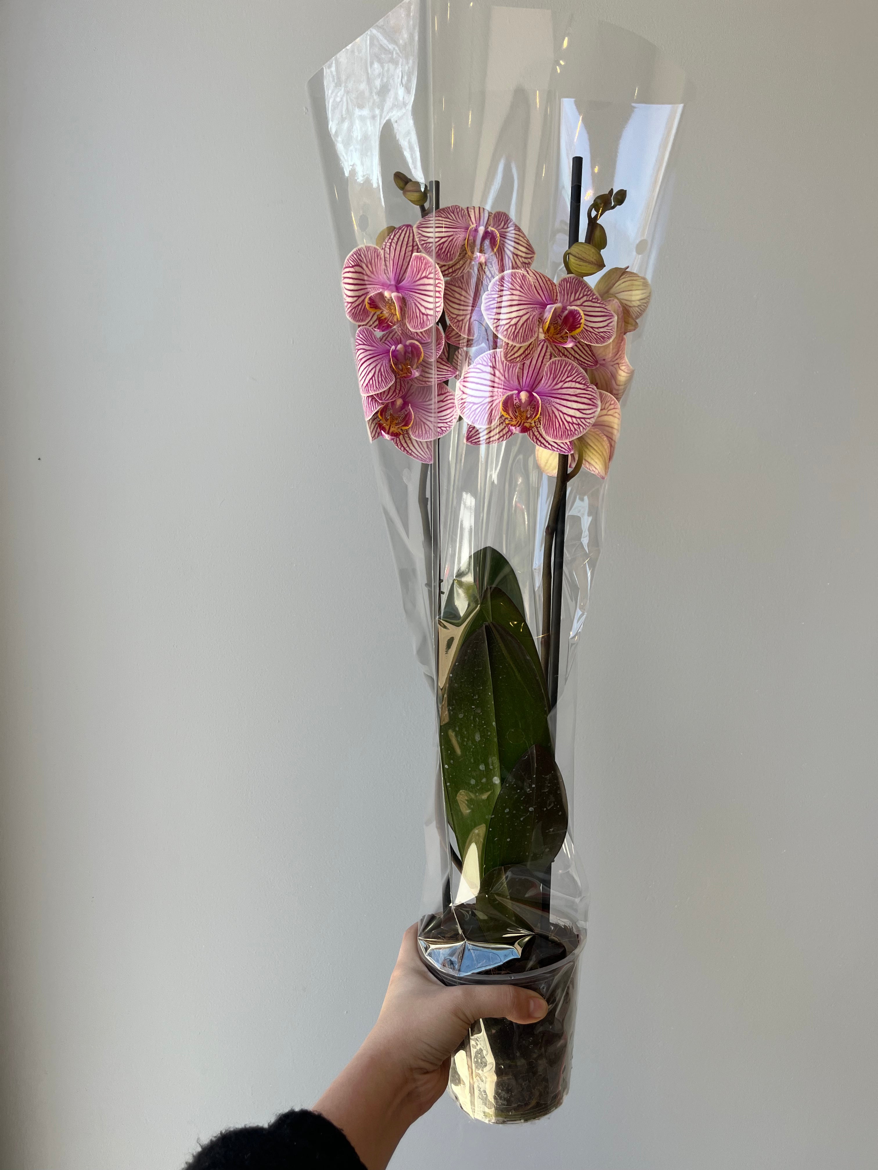 Orquídea Vetas Pastel