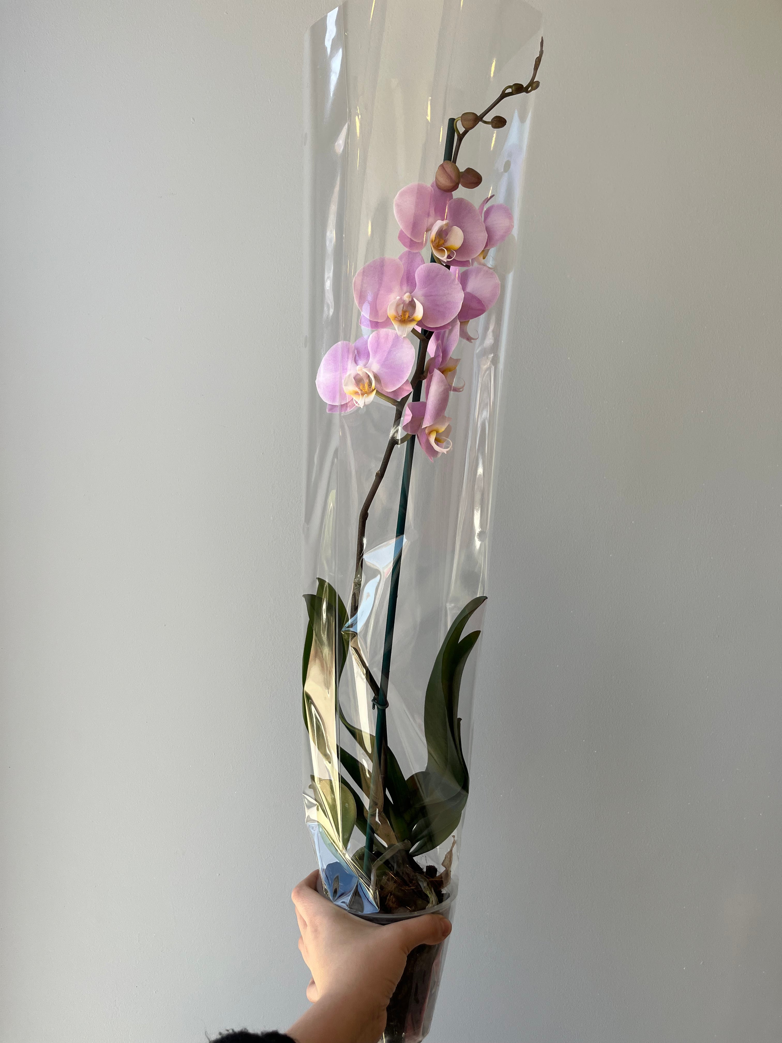 Orquídea Rosa Palo