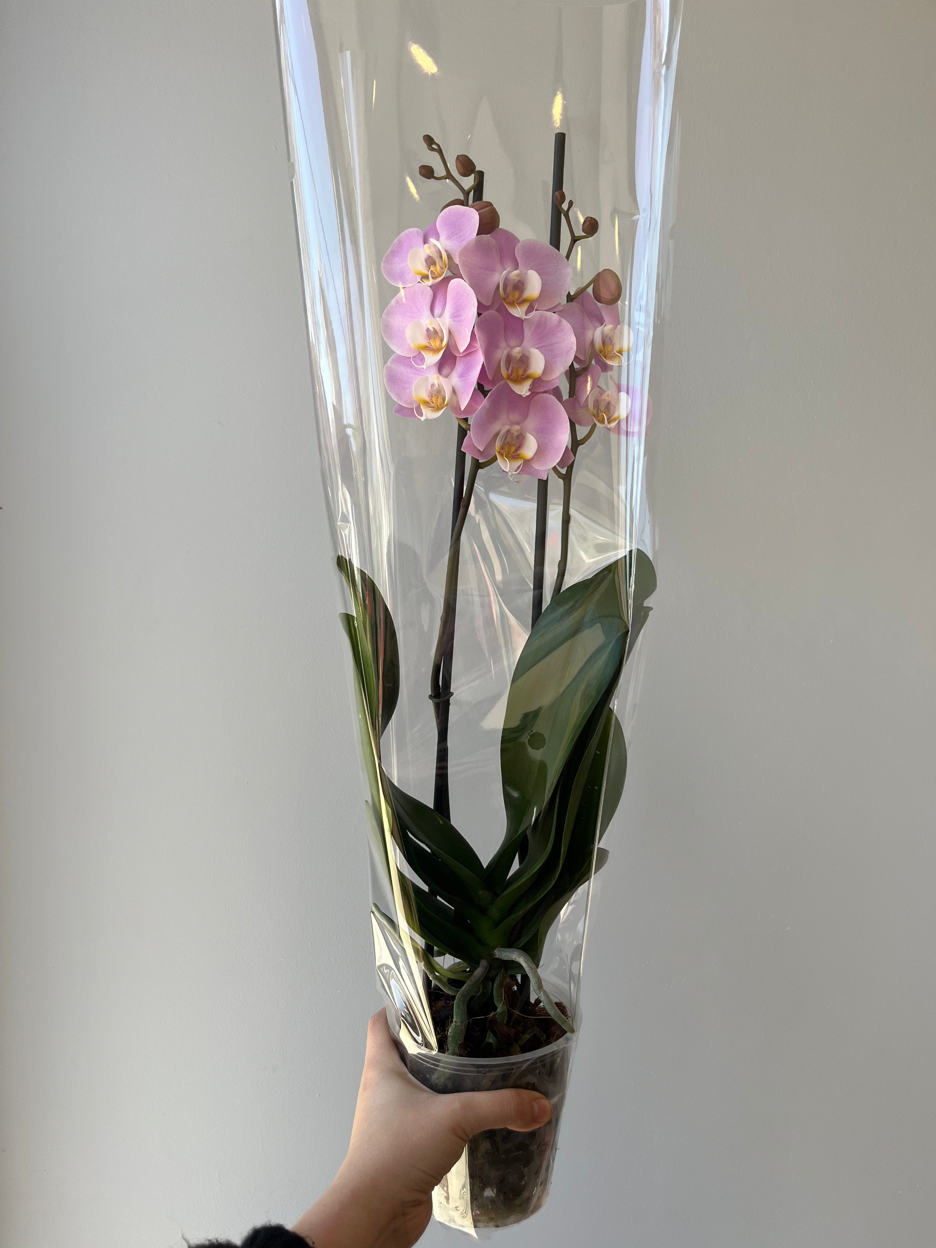 Orquídea Rosa Palo