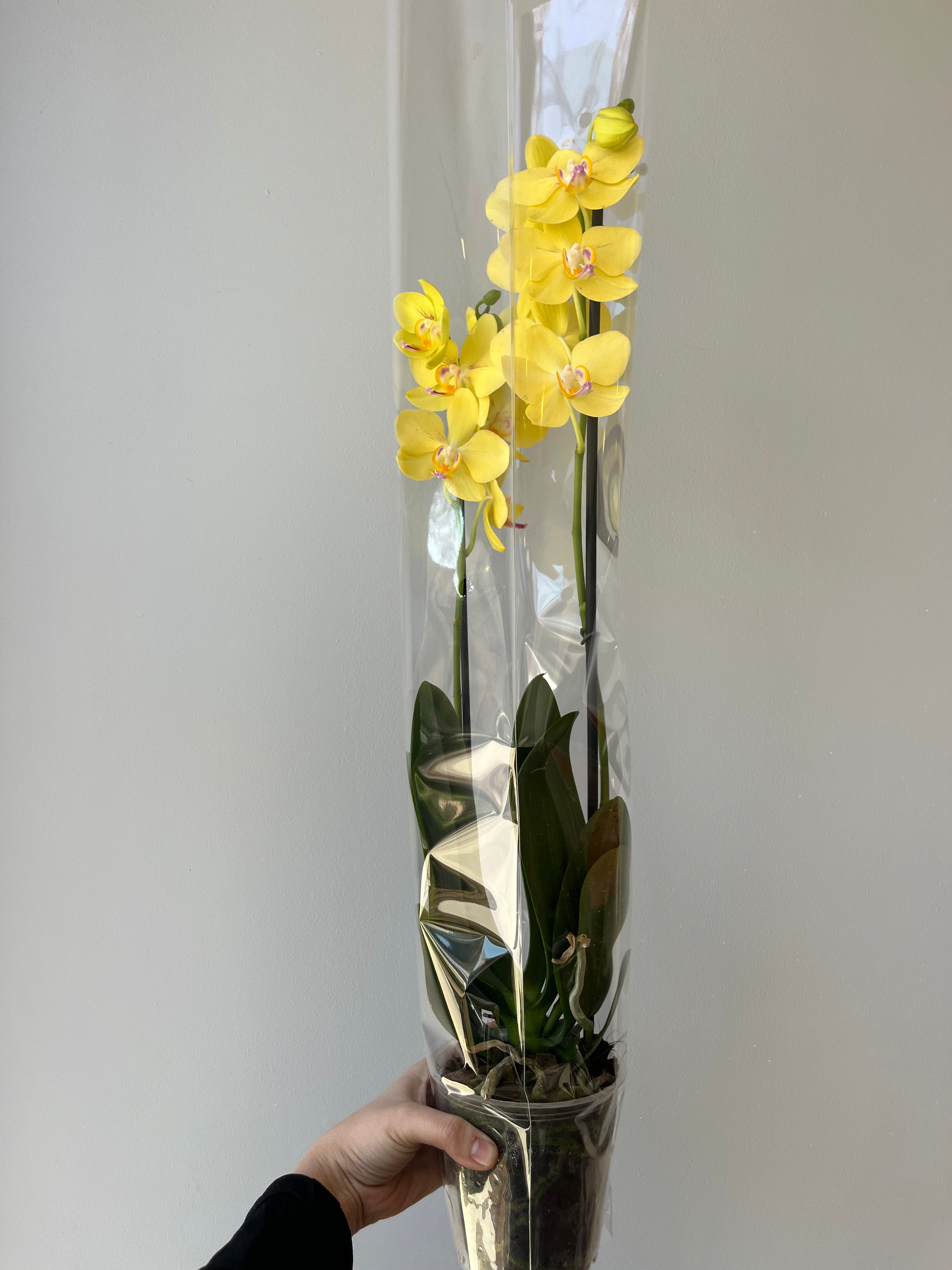 Orquídea Amarilla Pinta Rosa