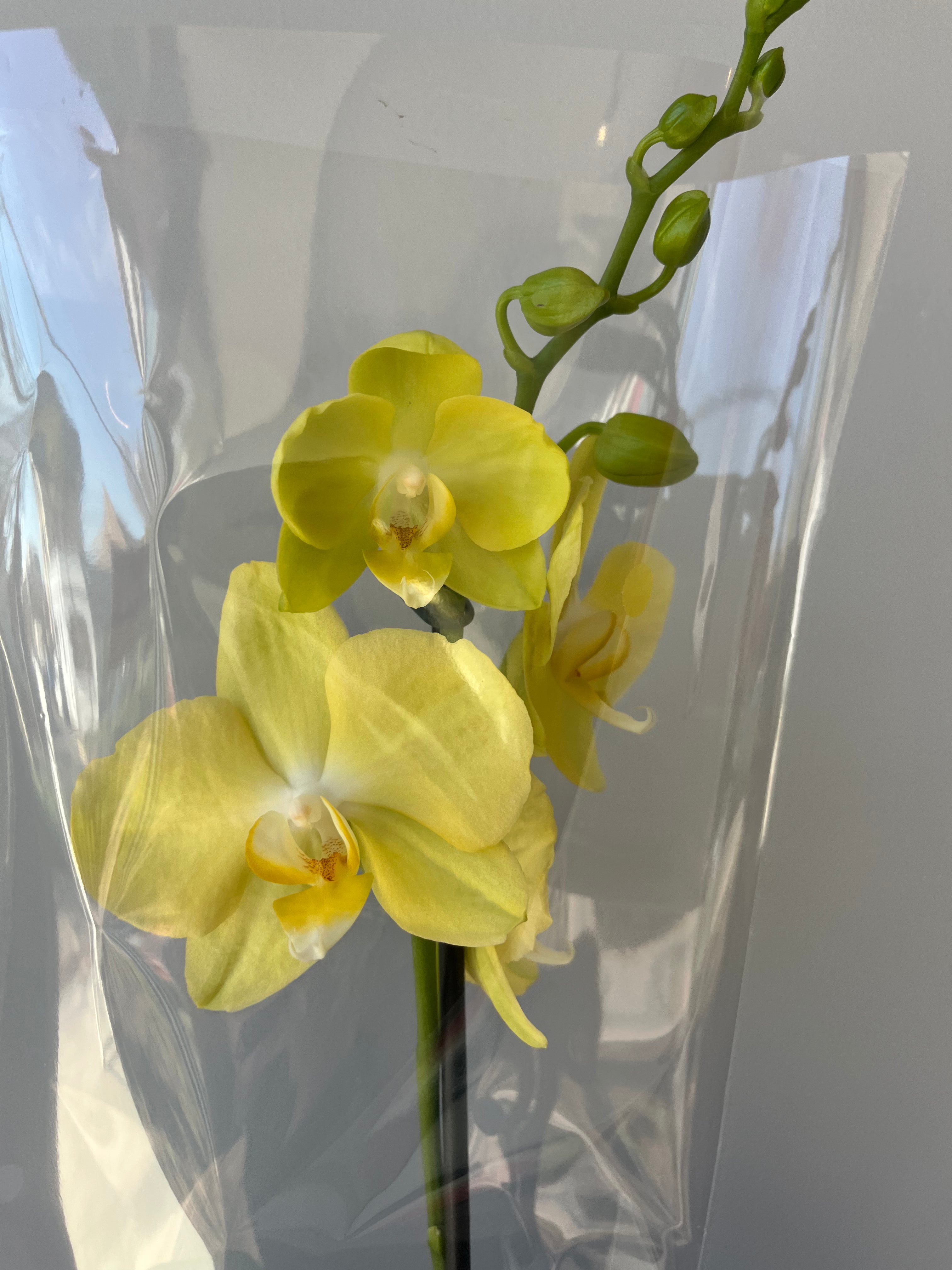 Orquídea Amarilla