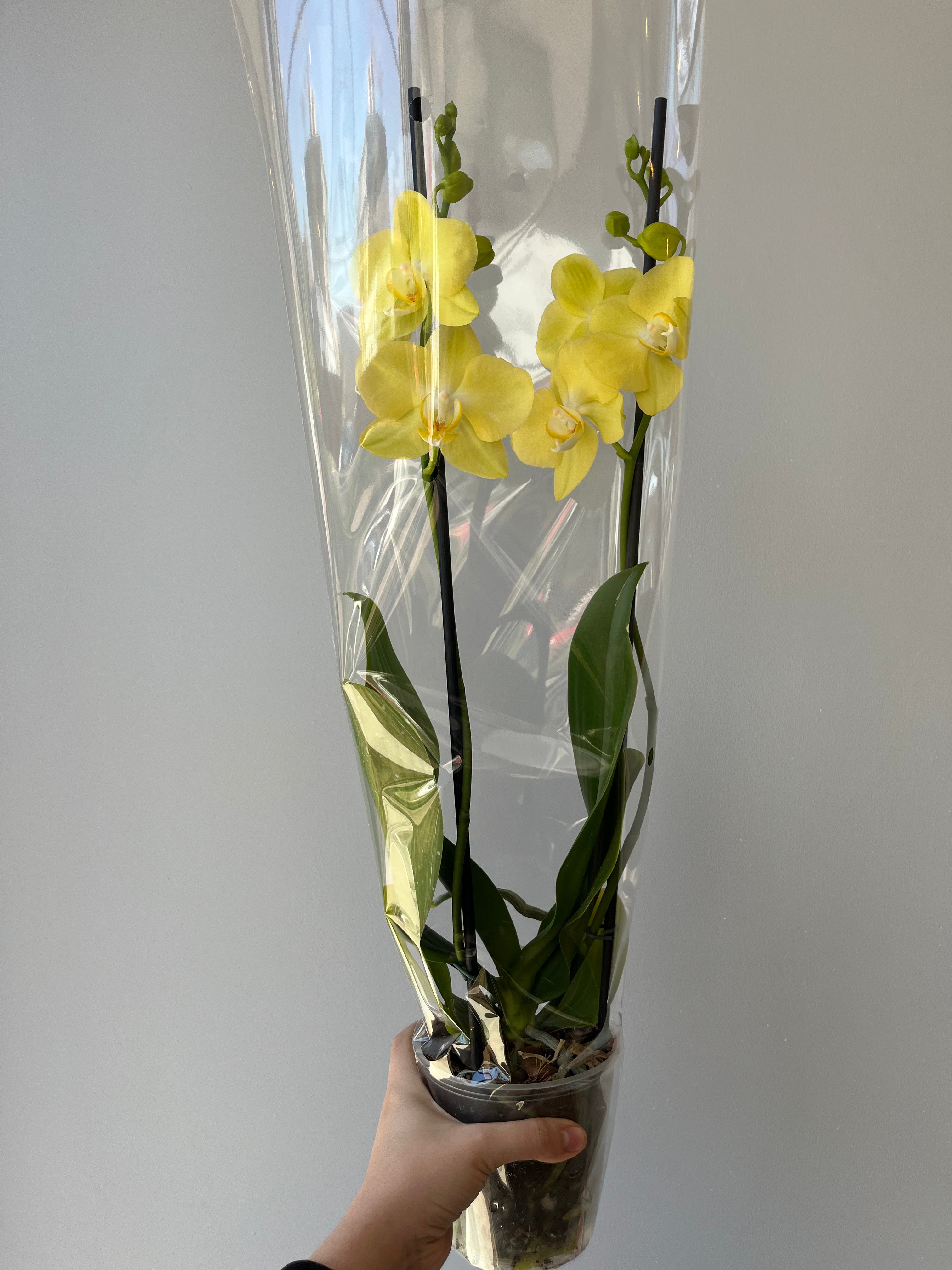 Orquídea Amarilla