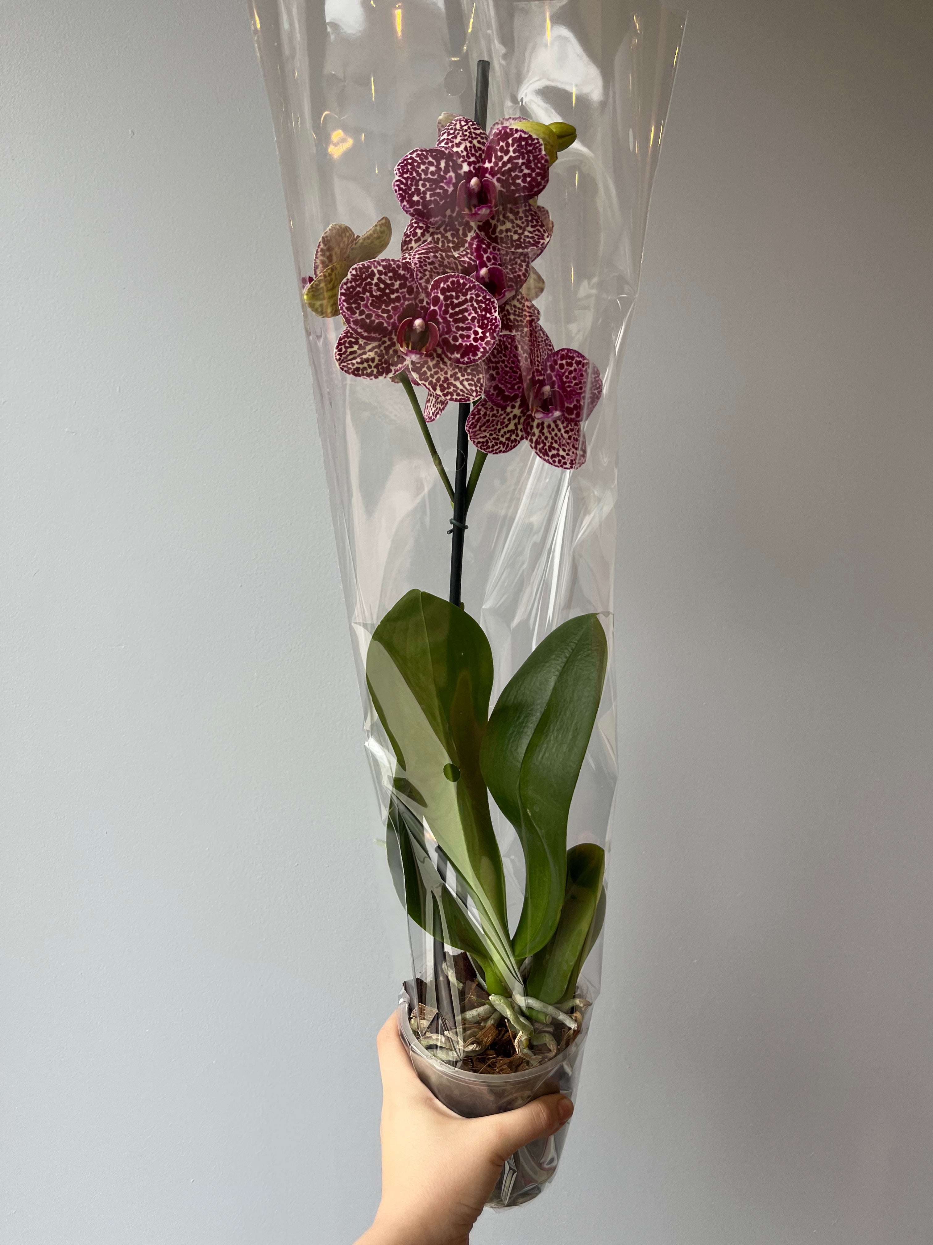 Orquídea Atigrada