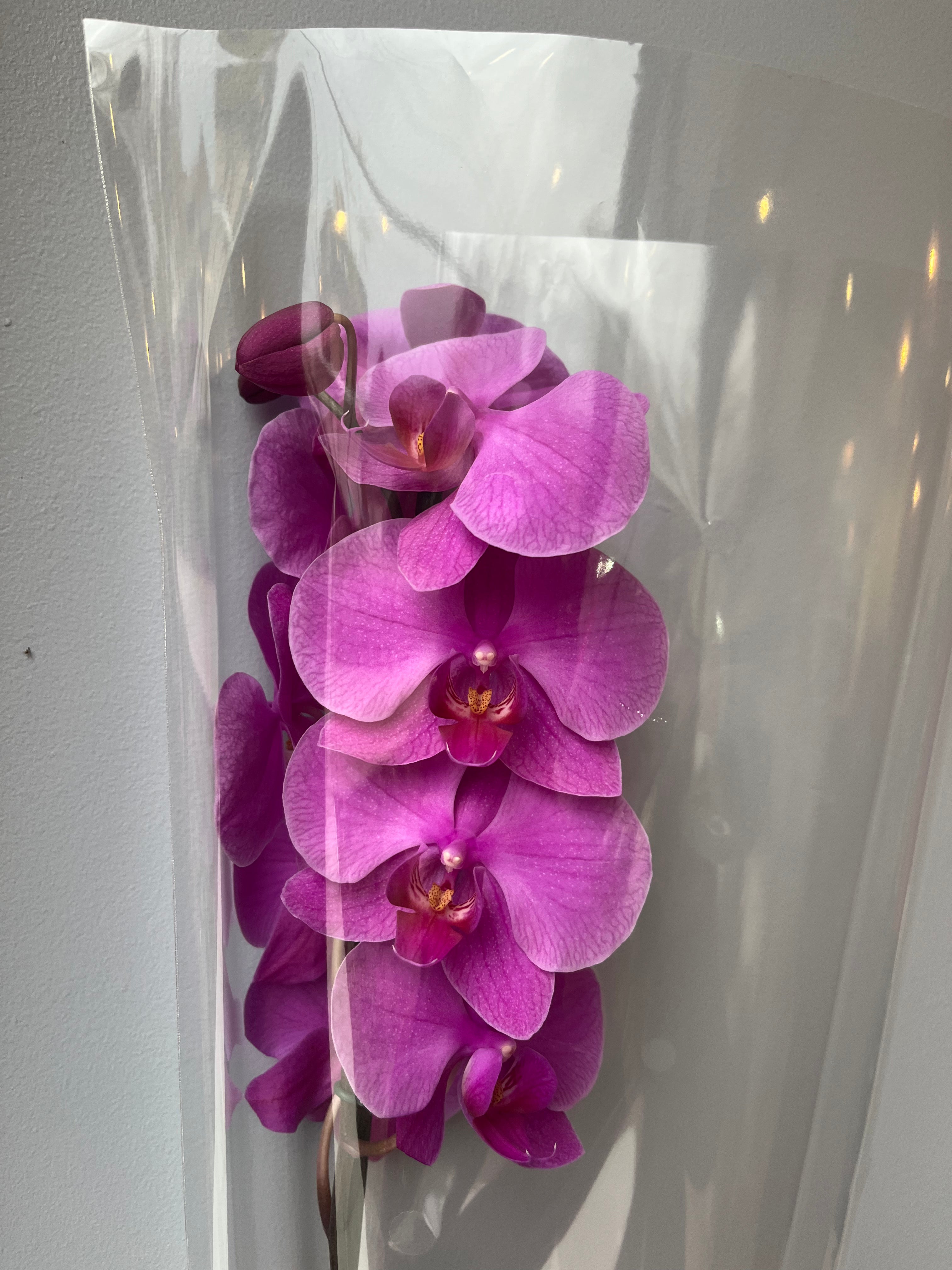Orquídea Rosa