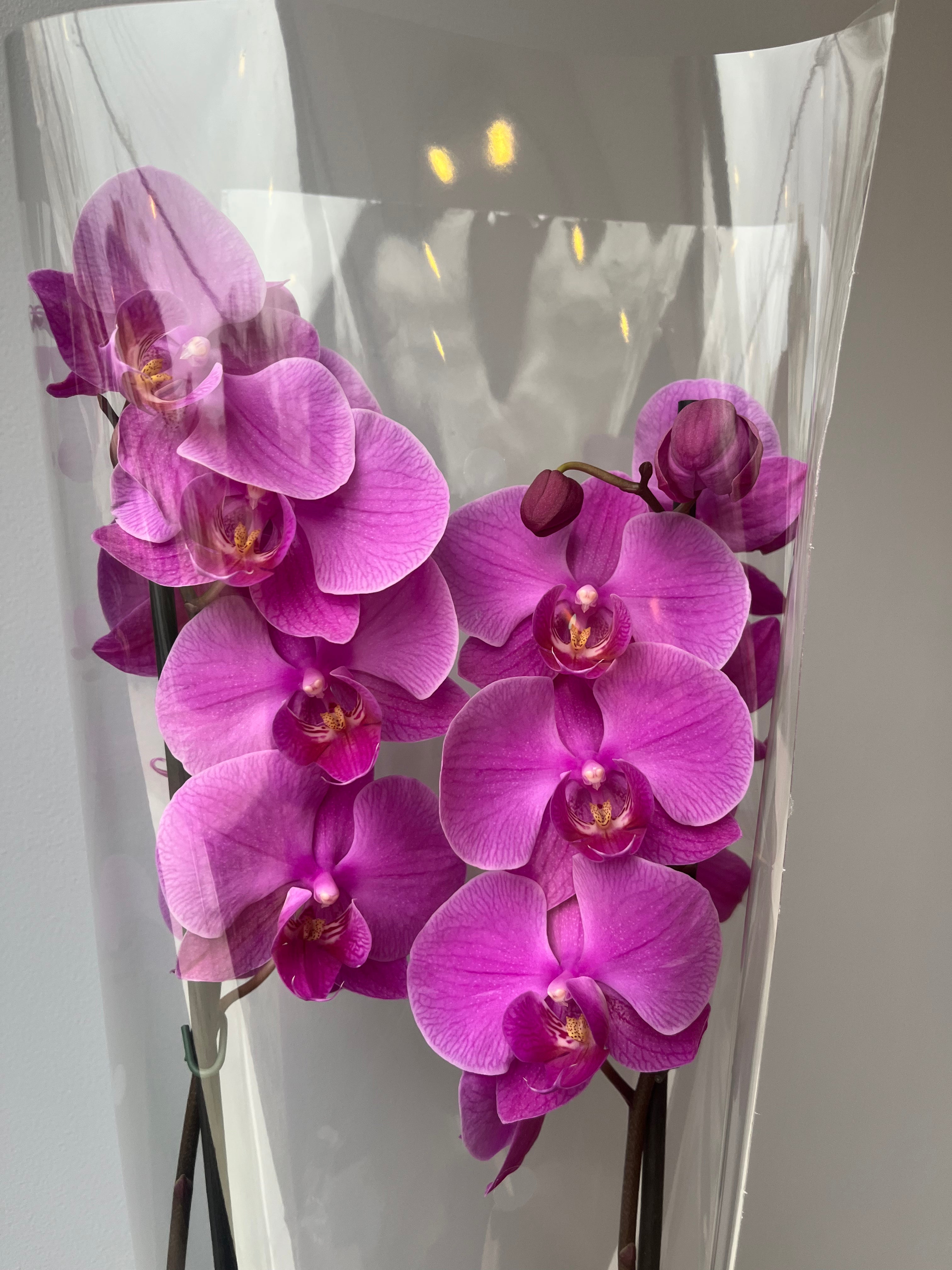 Orquídea Rosa