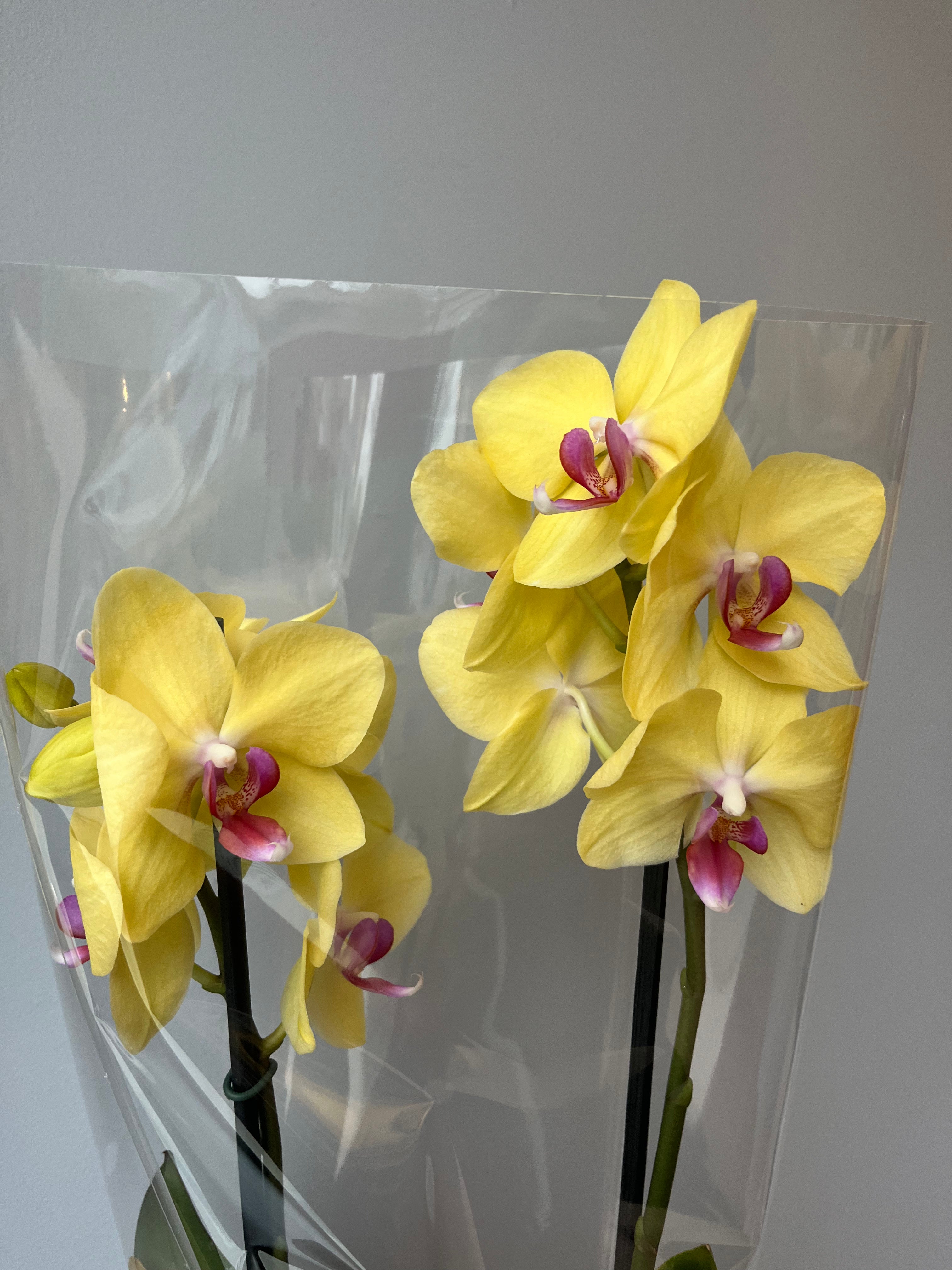 Orquídea Amarilla Centro Fucsia