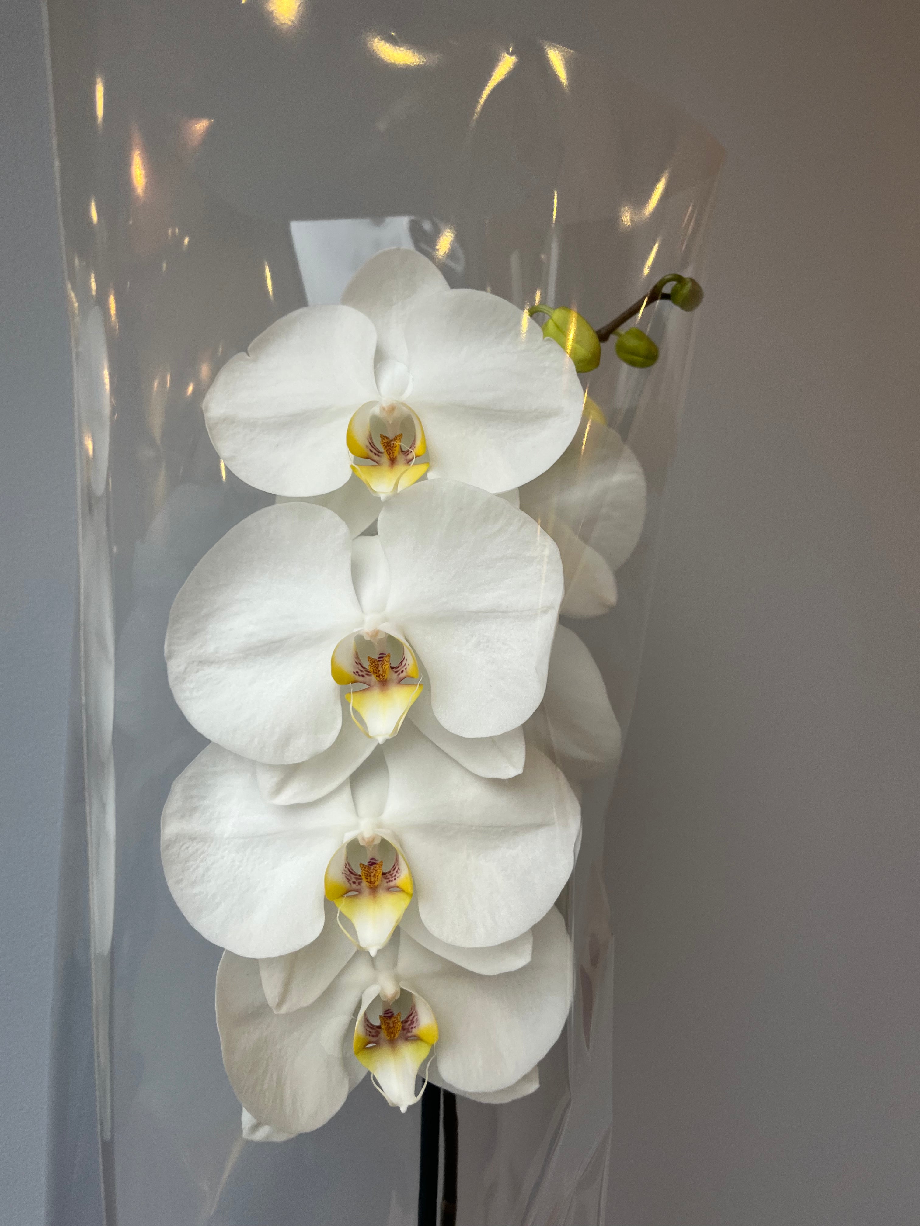 Orquídea Blanca