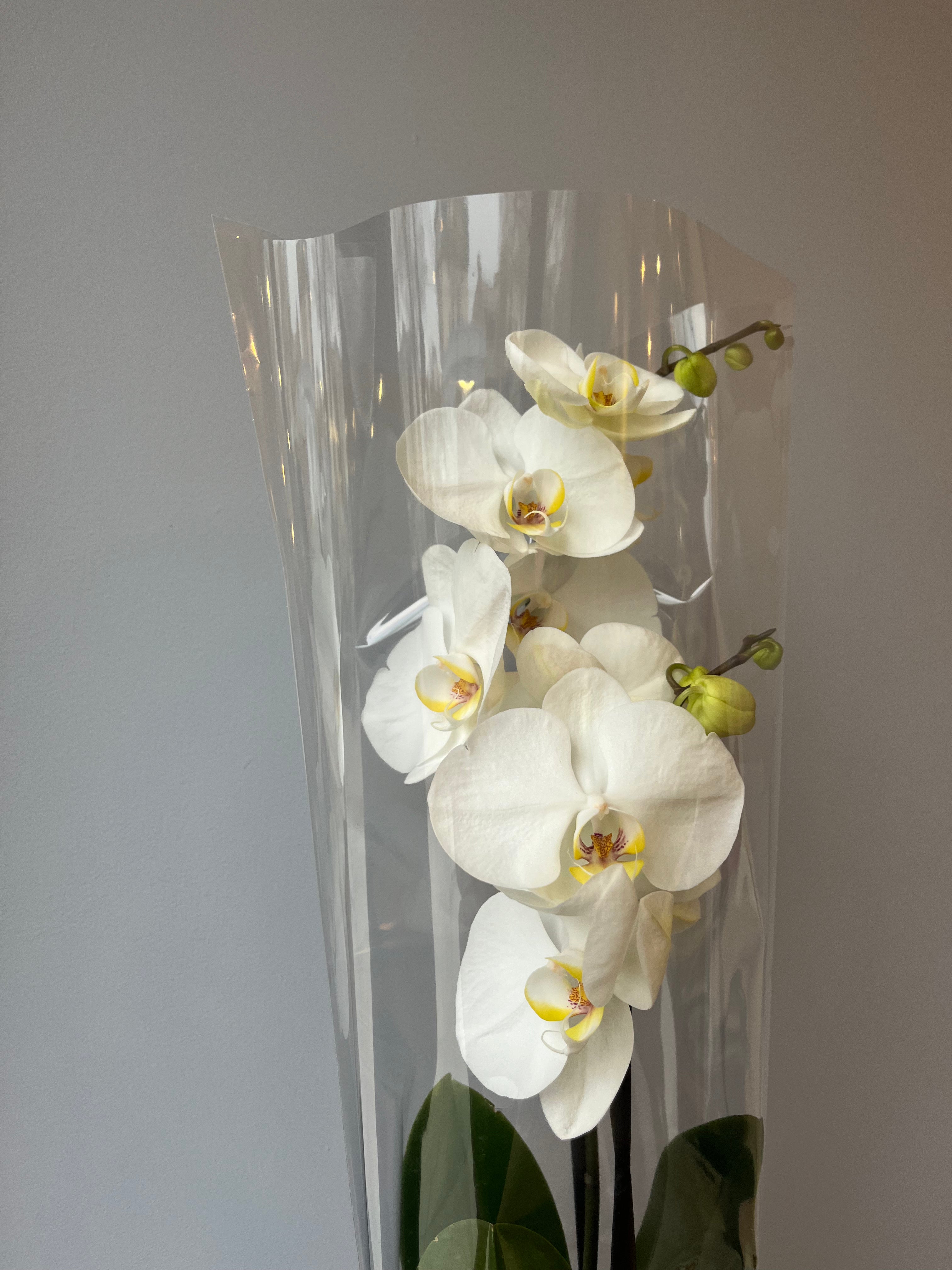 Orquídea Blanca
