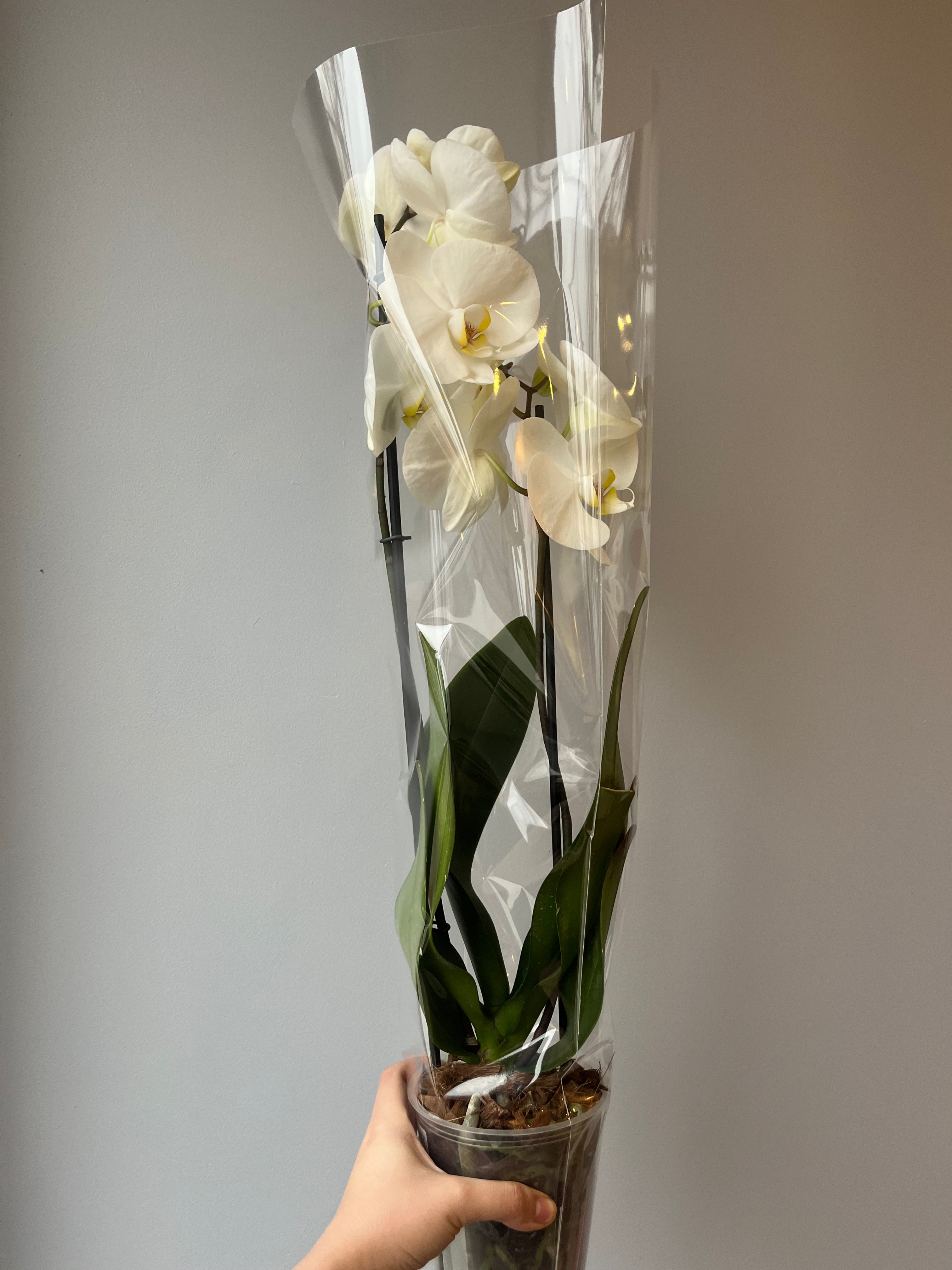 Orquídea Blanca