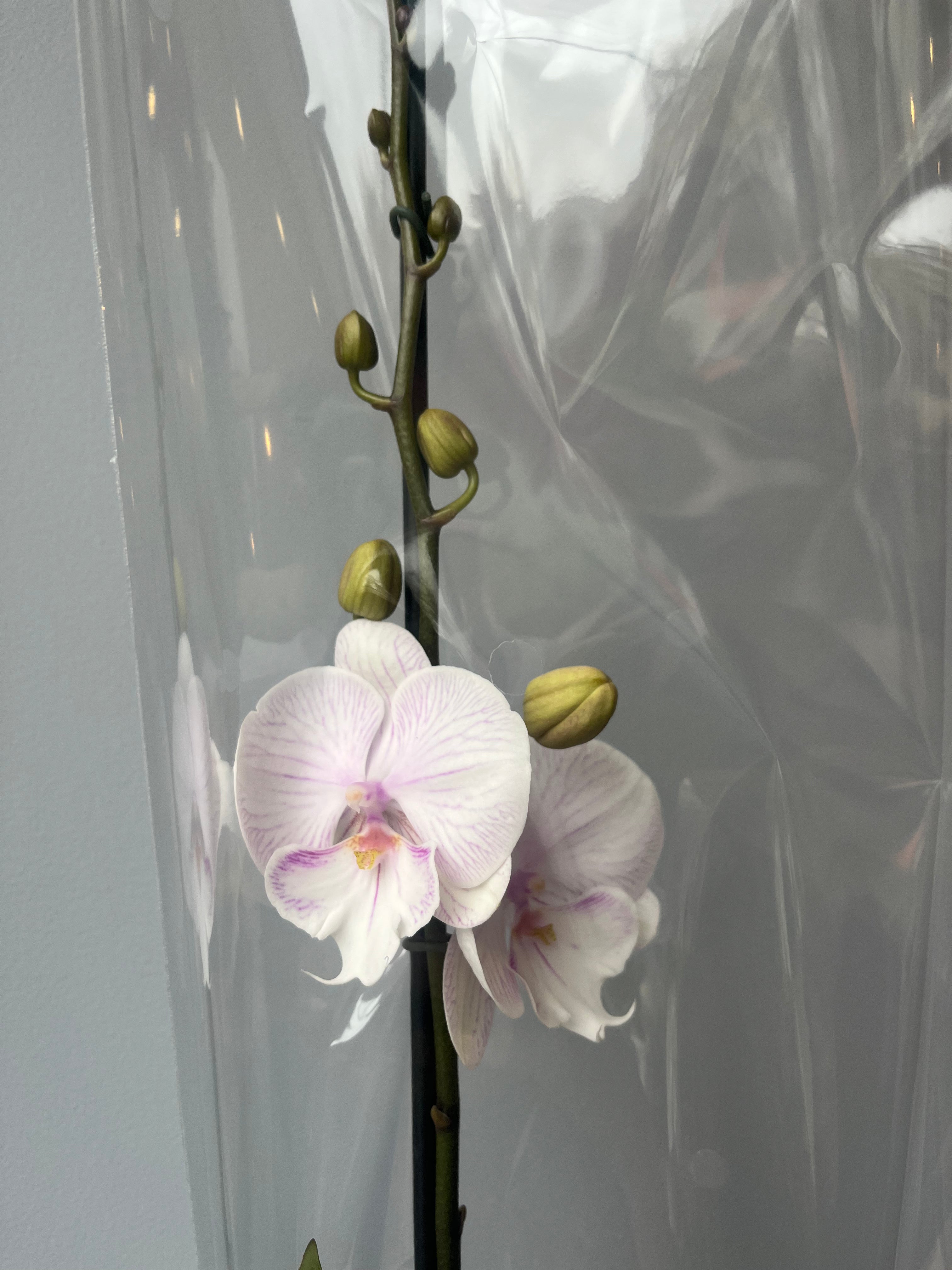 Orquídea Mariposa