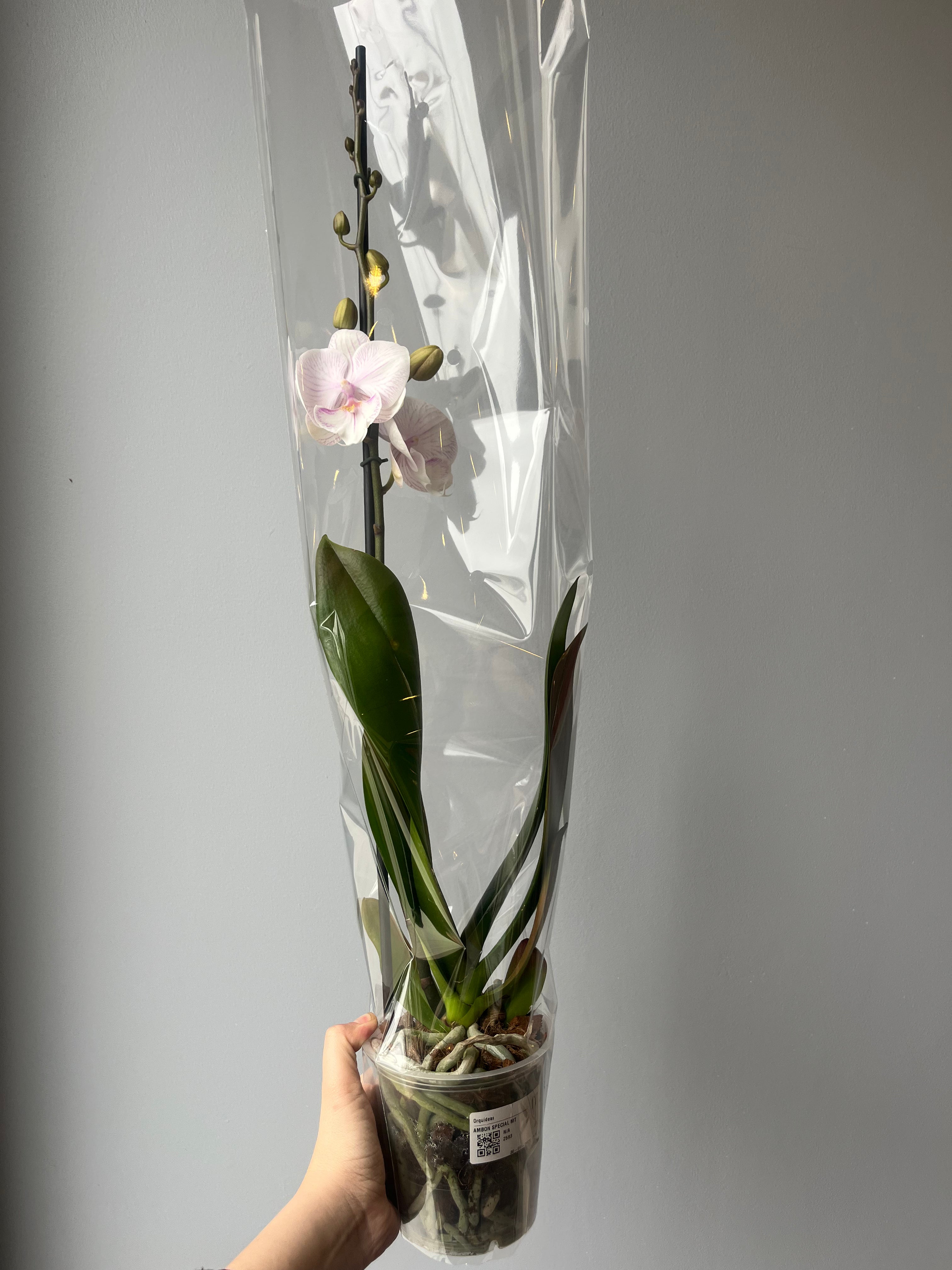 Orquídea Mariposa